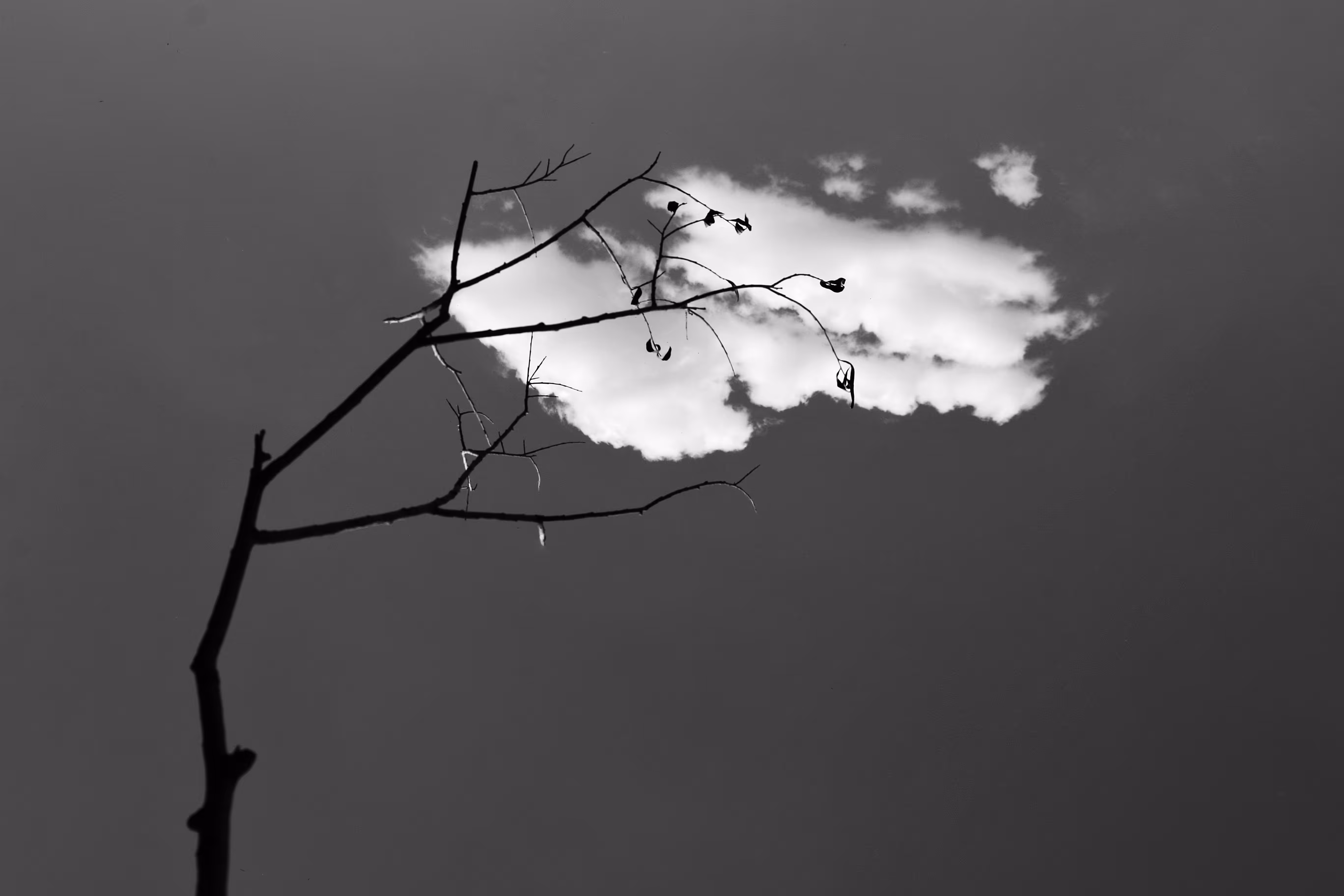 A branch with cloudy leaves