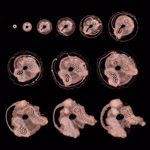 Embryogenesis