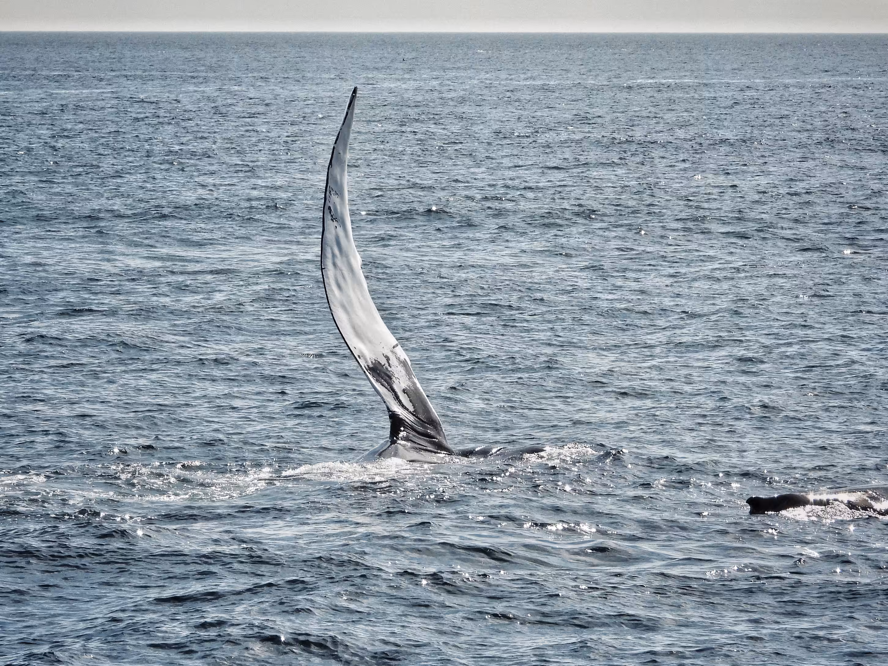 Whale Hello There!