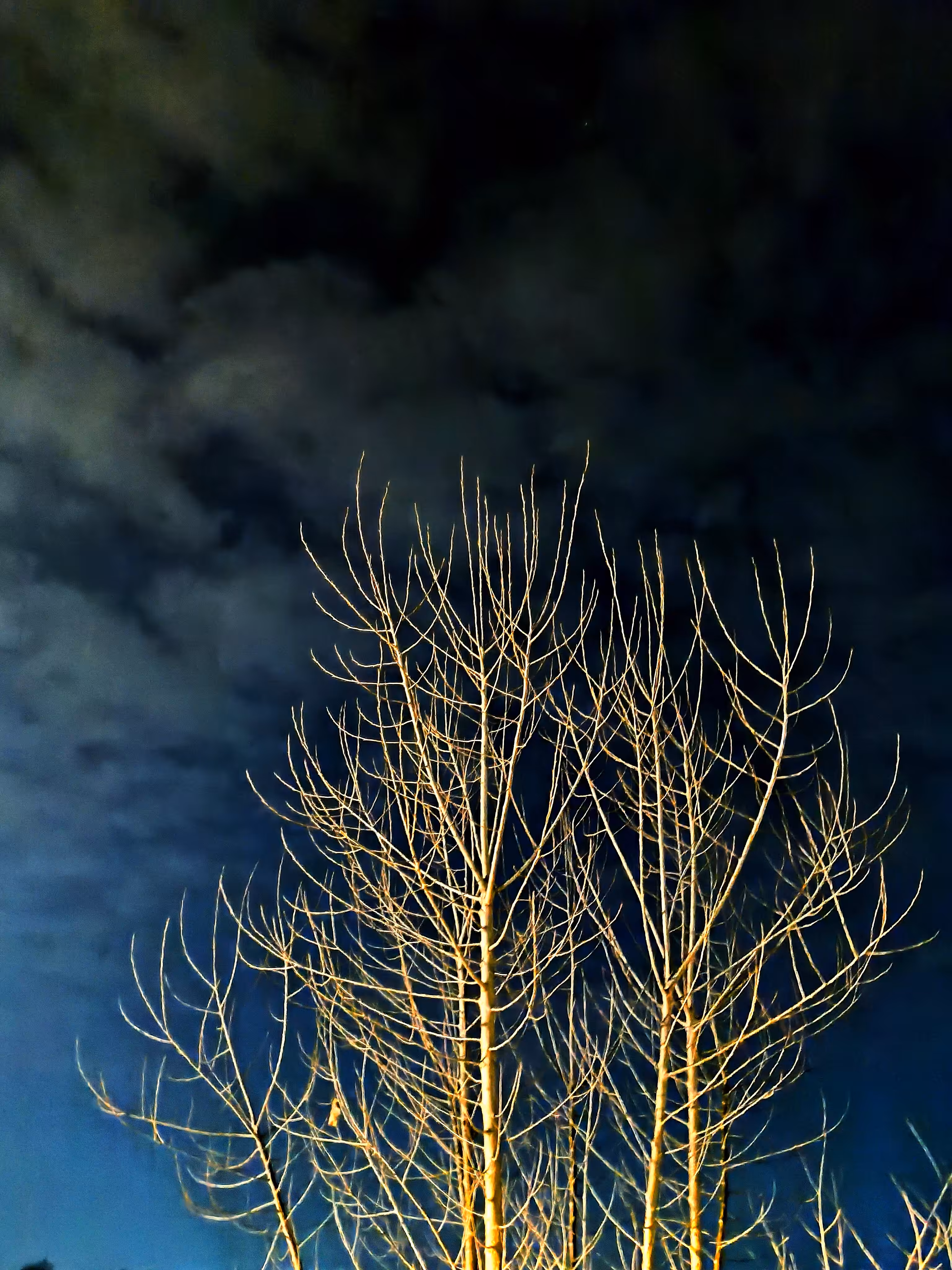 Whispers of the Night