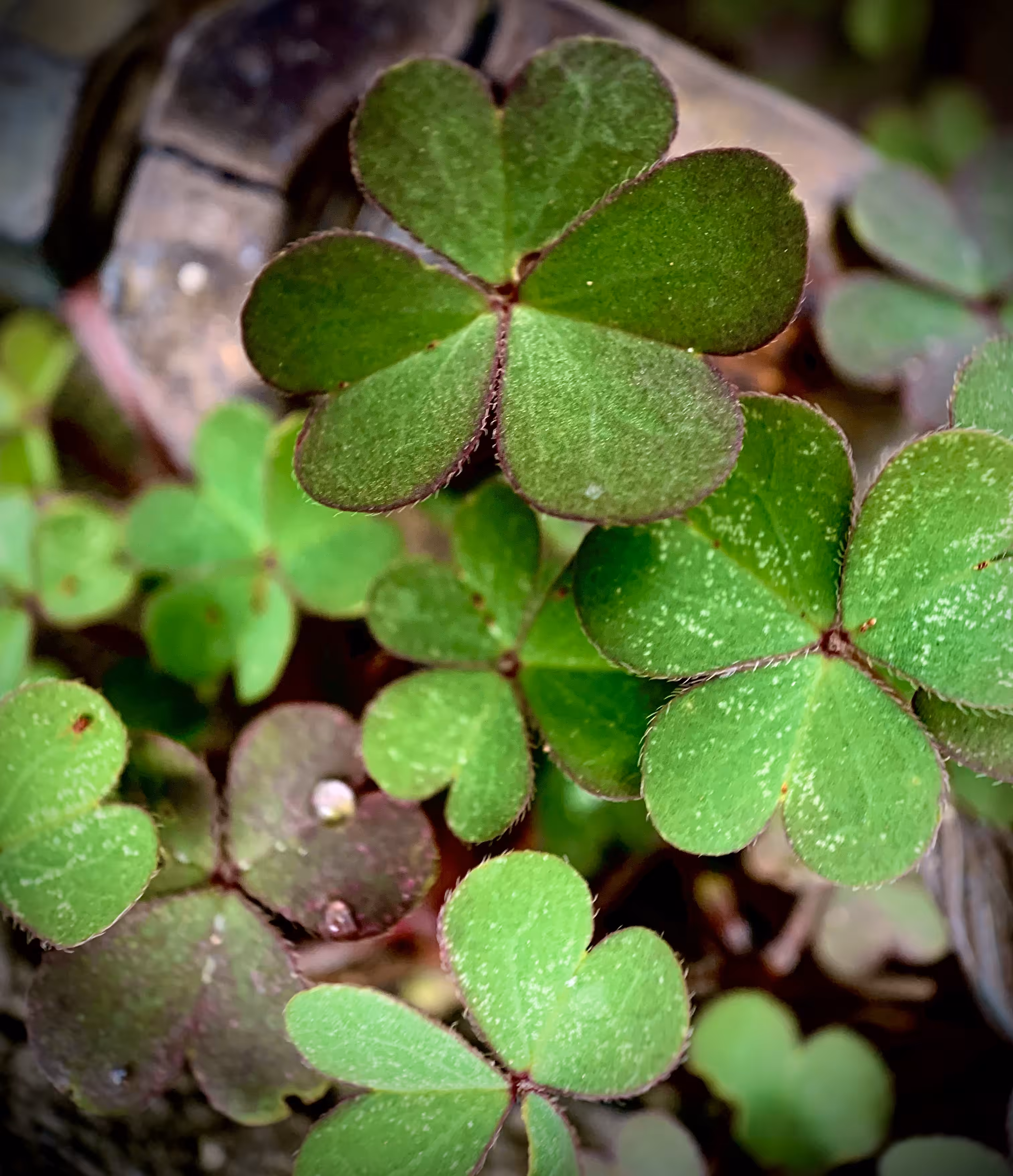 Green Macro Sanctuaries 08 - Friendship (Collector Edition)