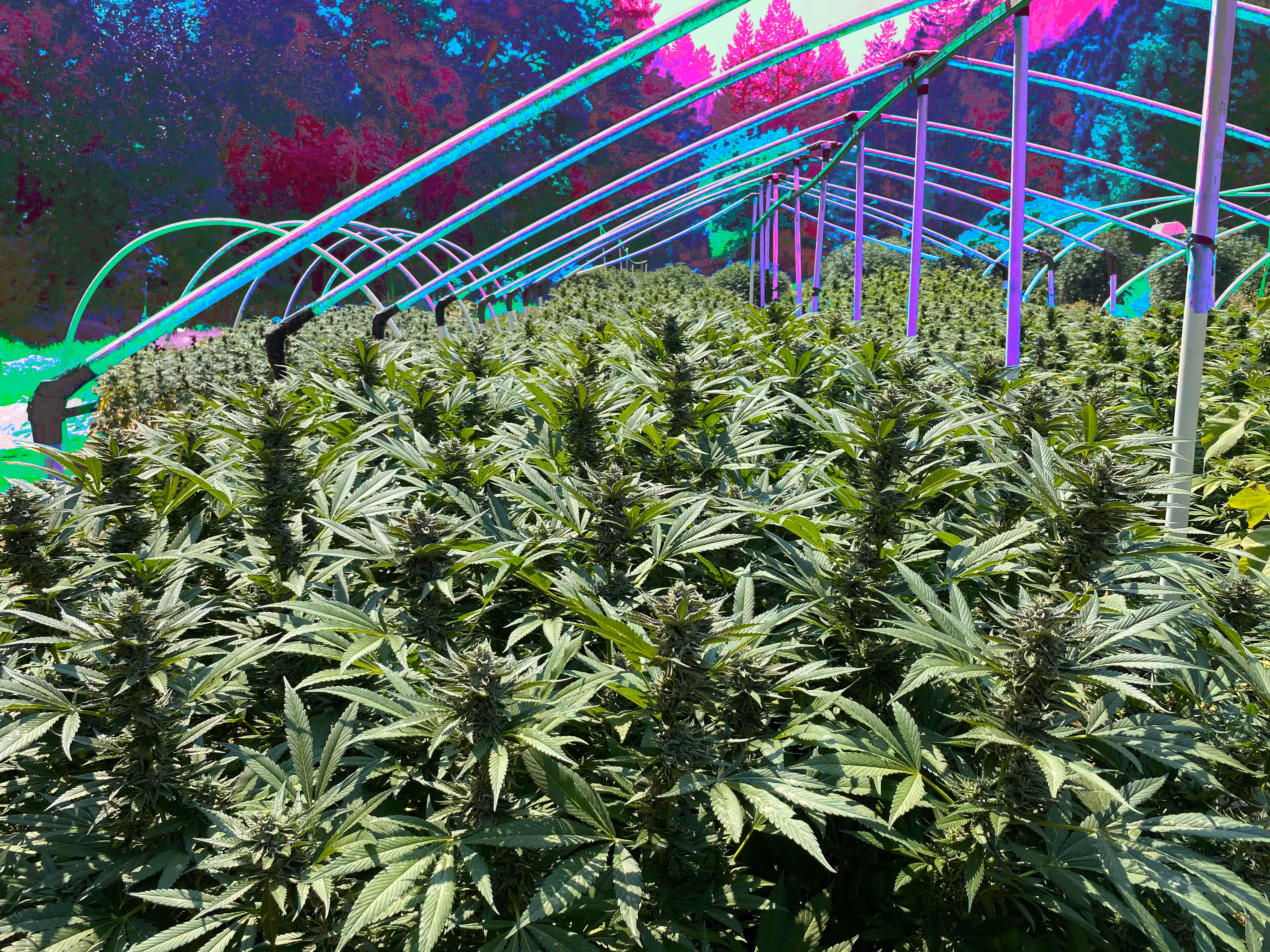 Sea of Green Lantern