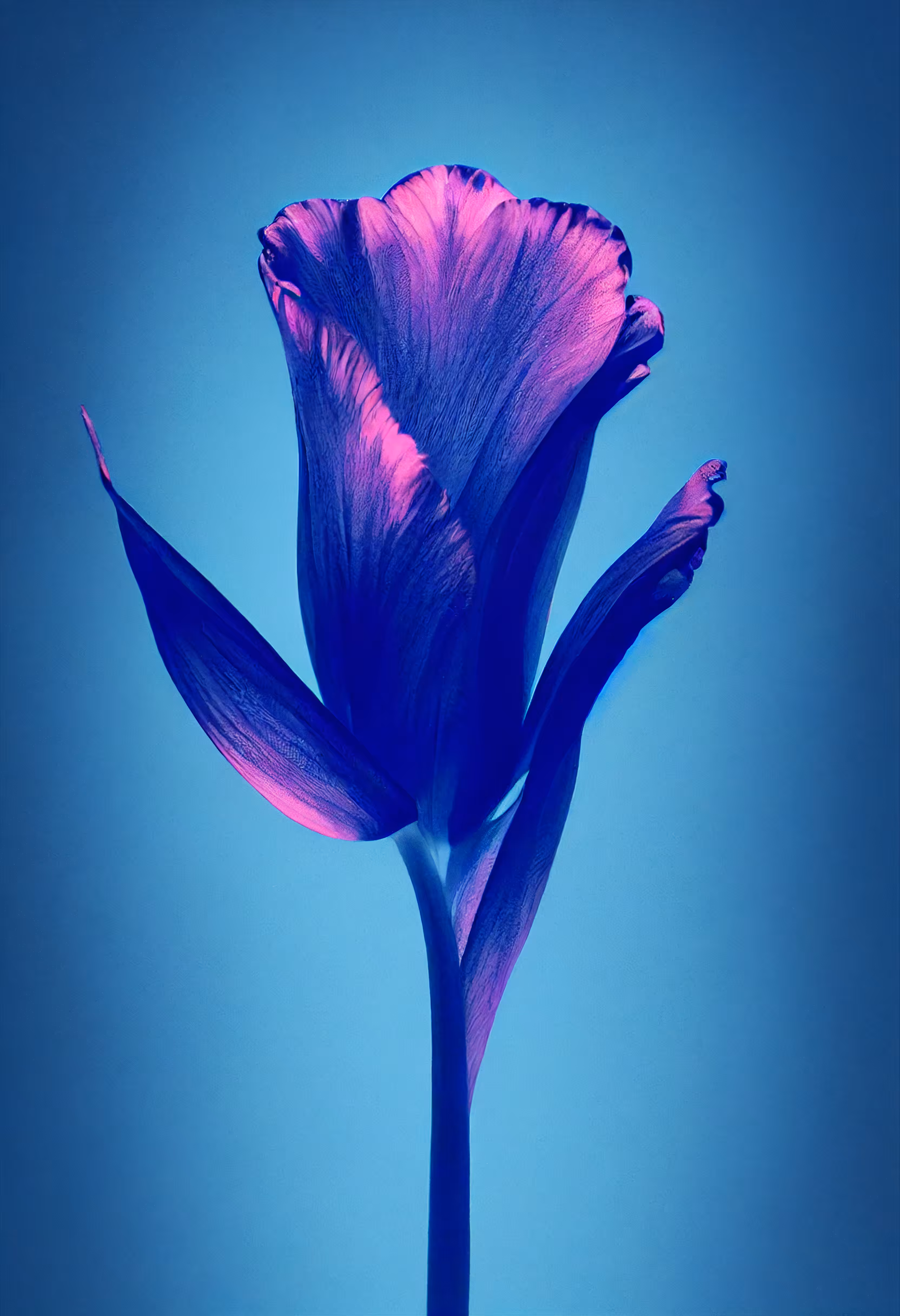 A Flower, Just For You. #145