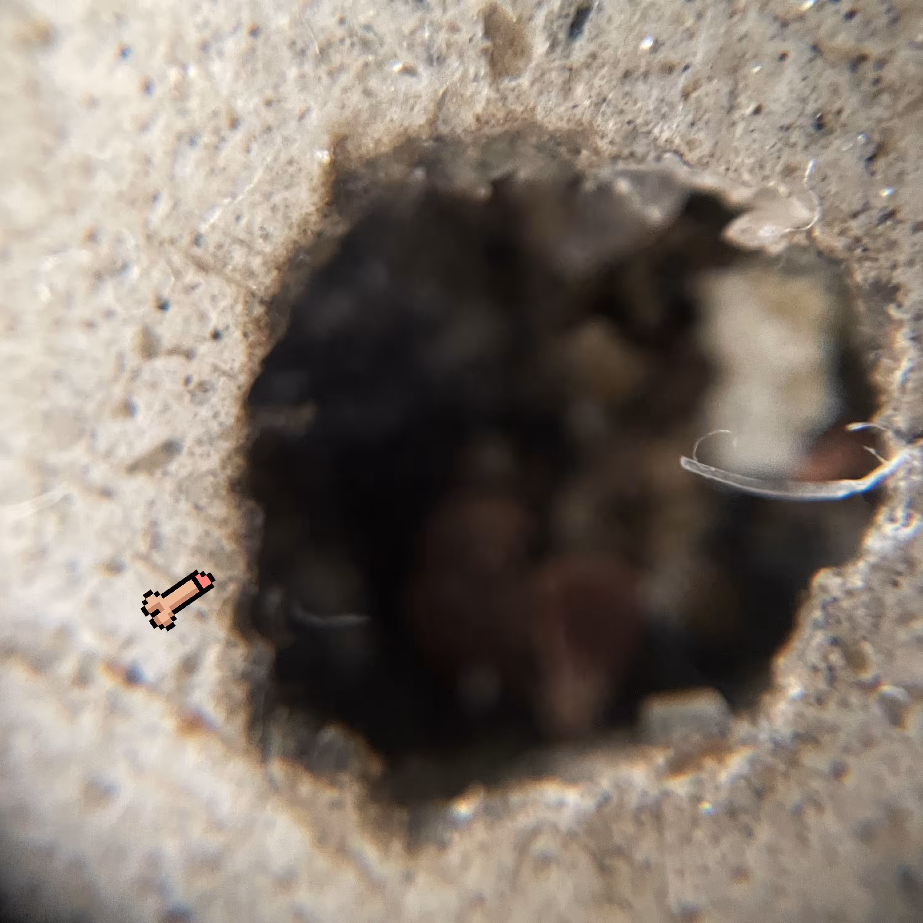 micro crypto cock exploring #3