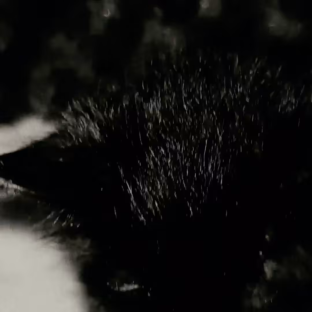 Ode au Chat Noir