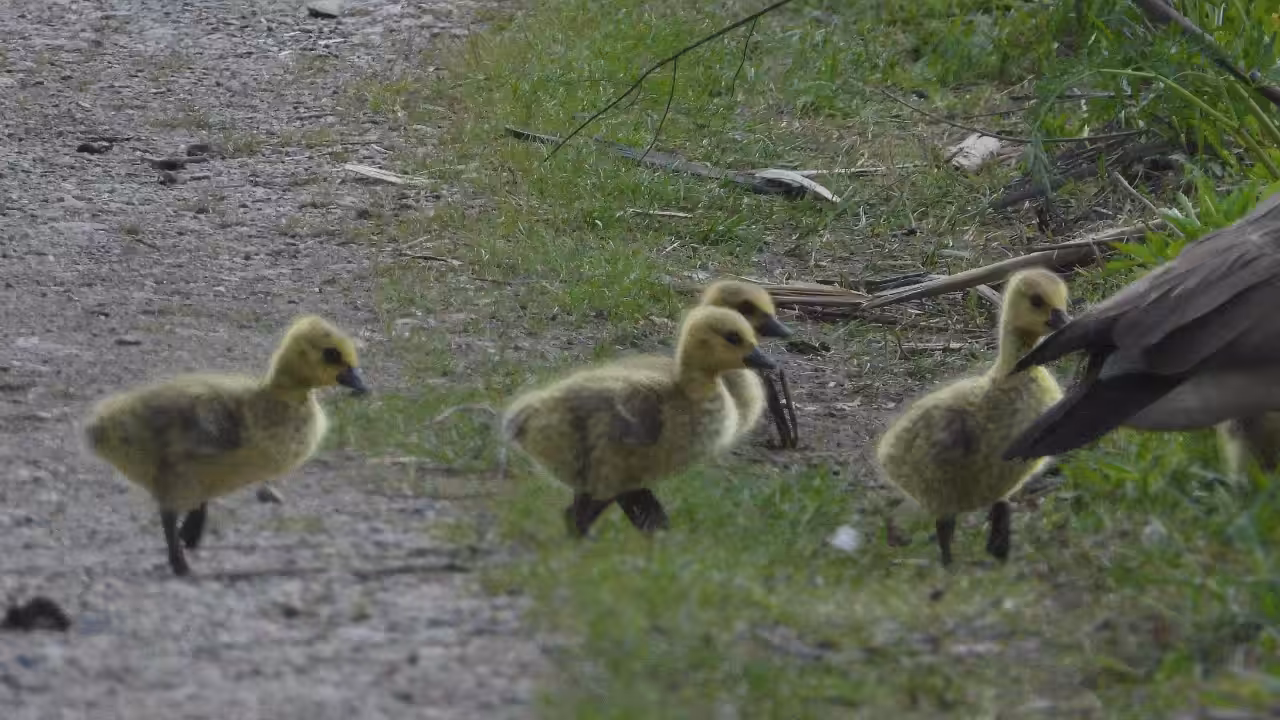 Geese in the Haystacks