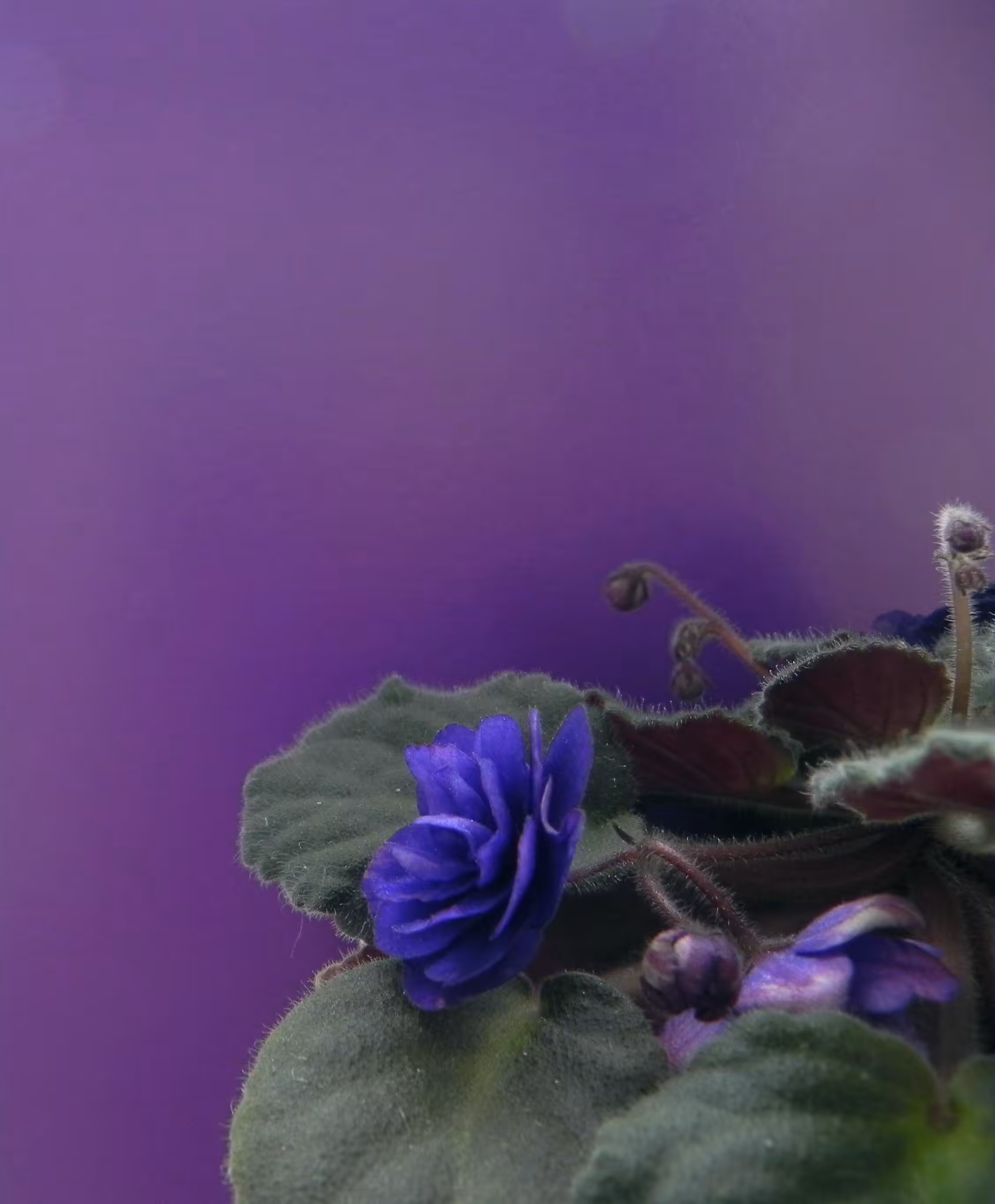 Violet