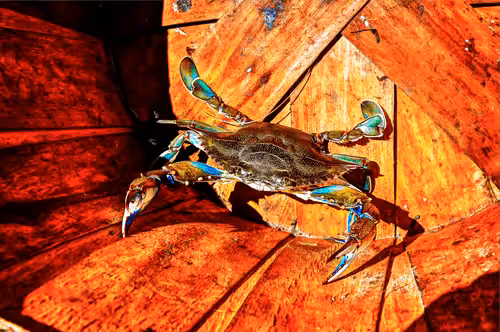 Angry Crab