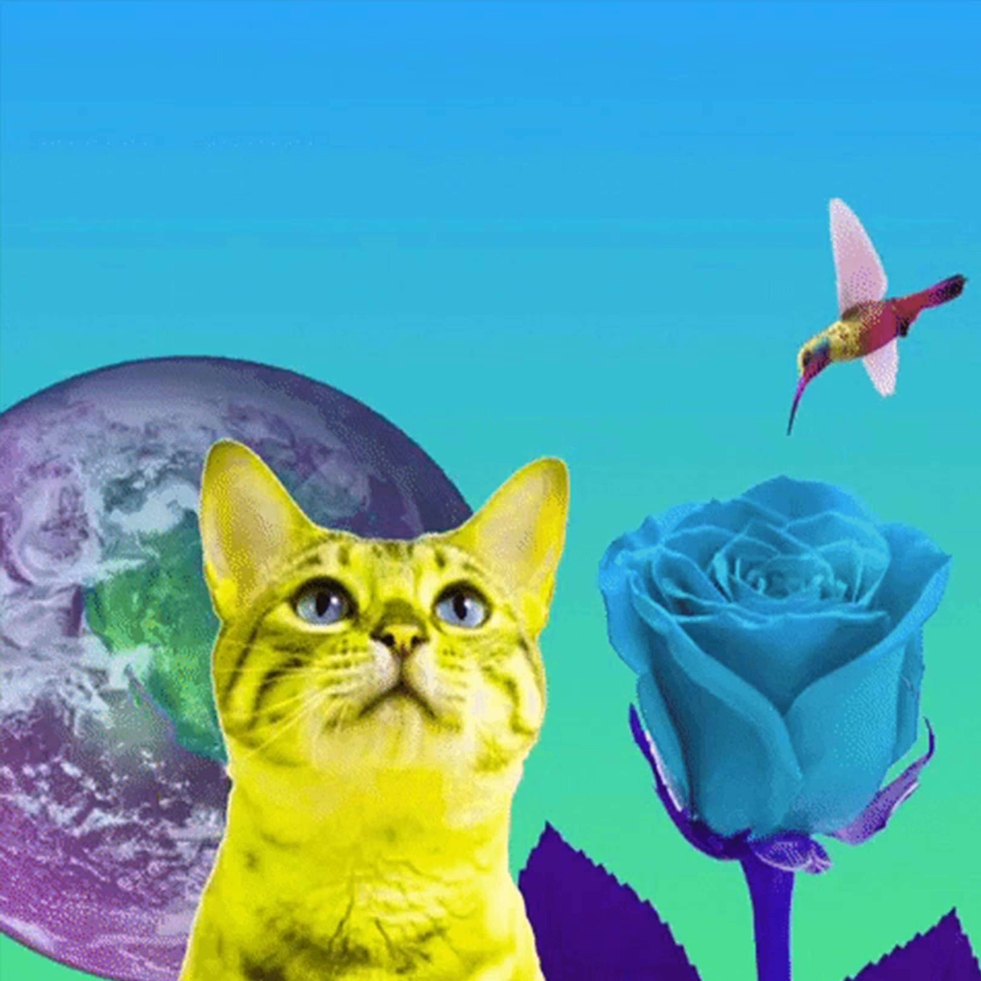 Global Humminbird Kitty