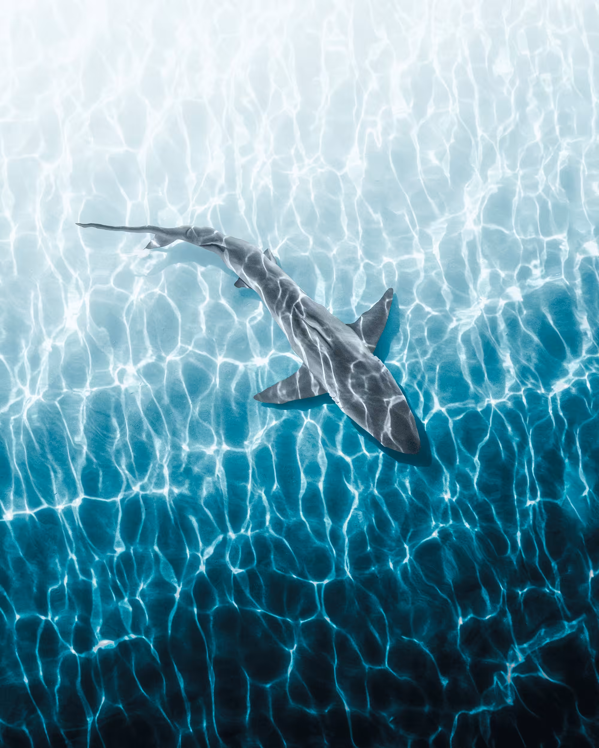 Sharking