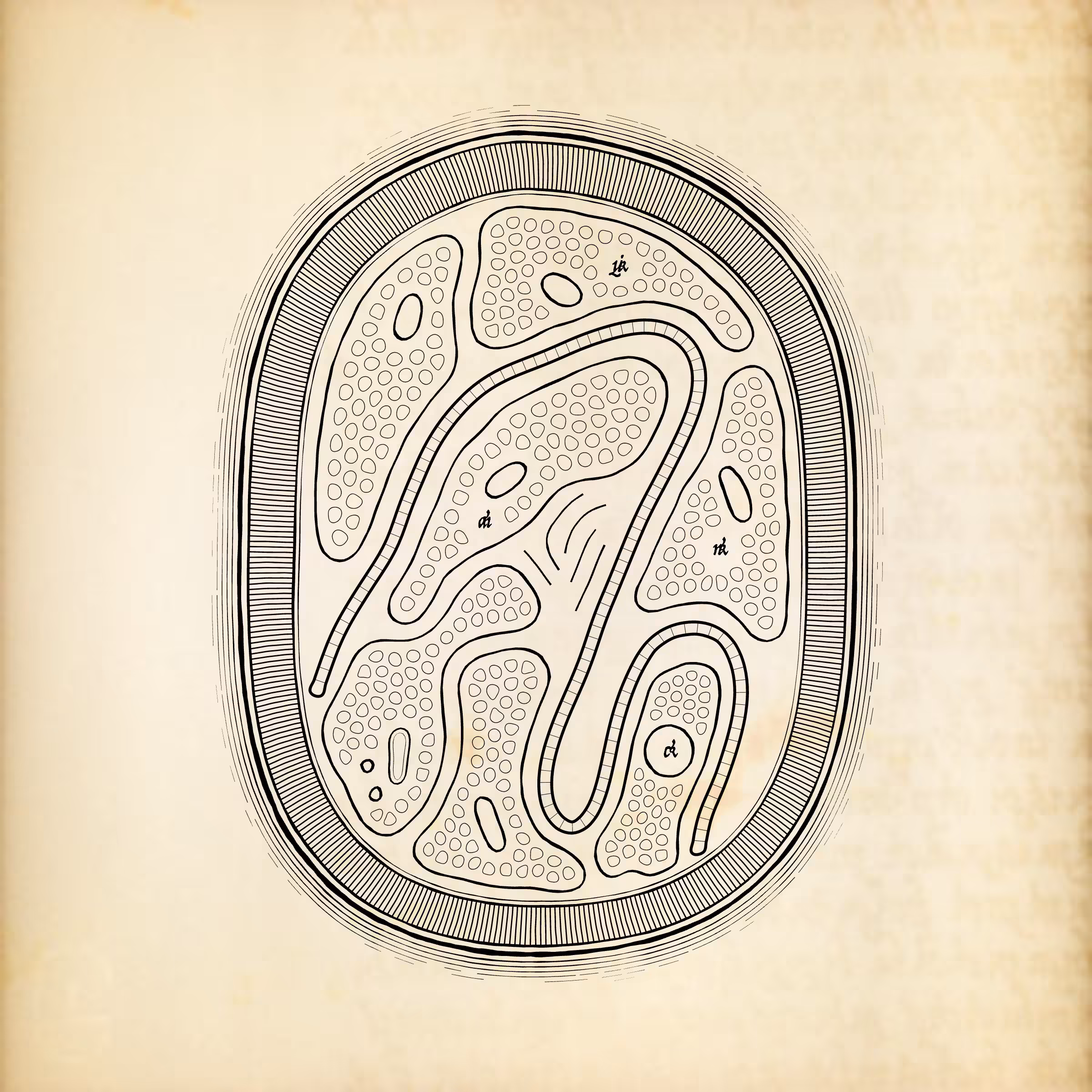 Cytographia #294
