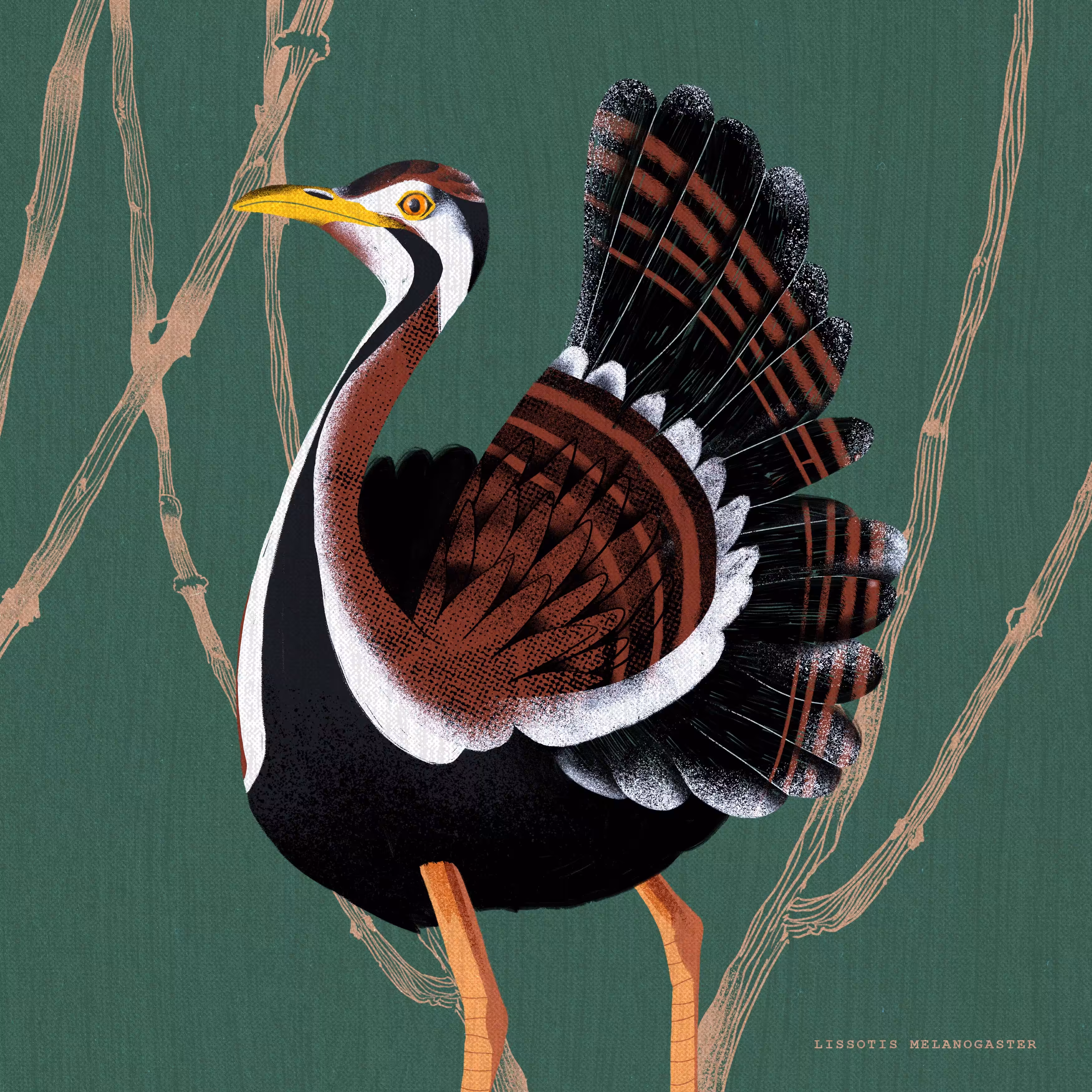 Lissotis Melanogaster | Bird