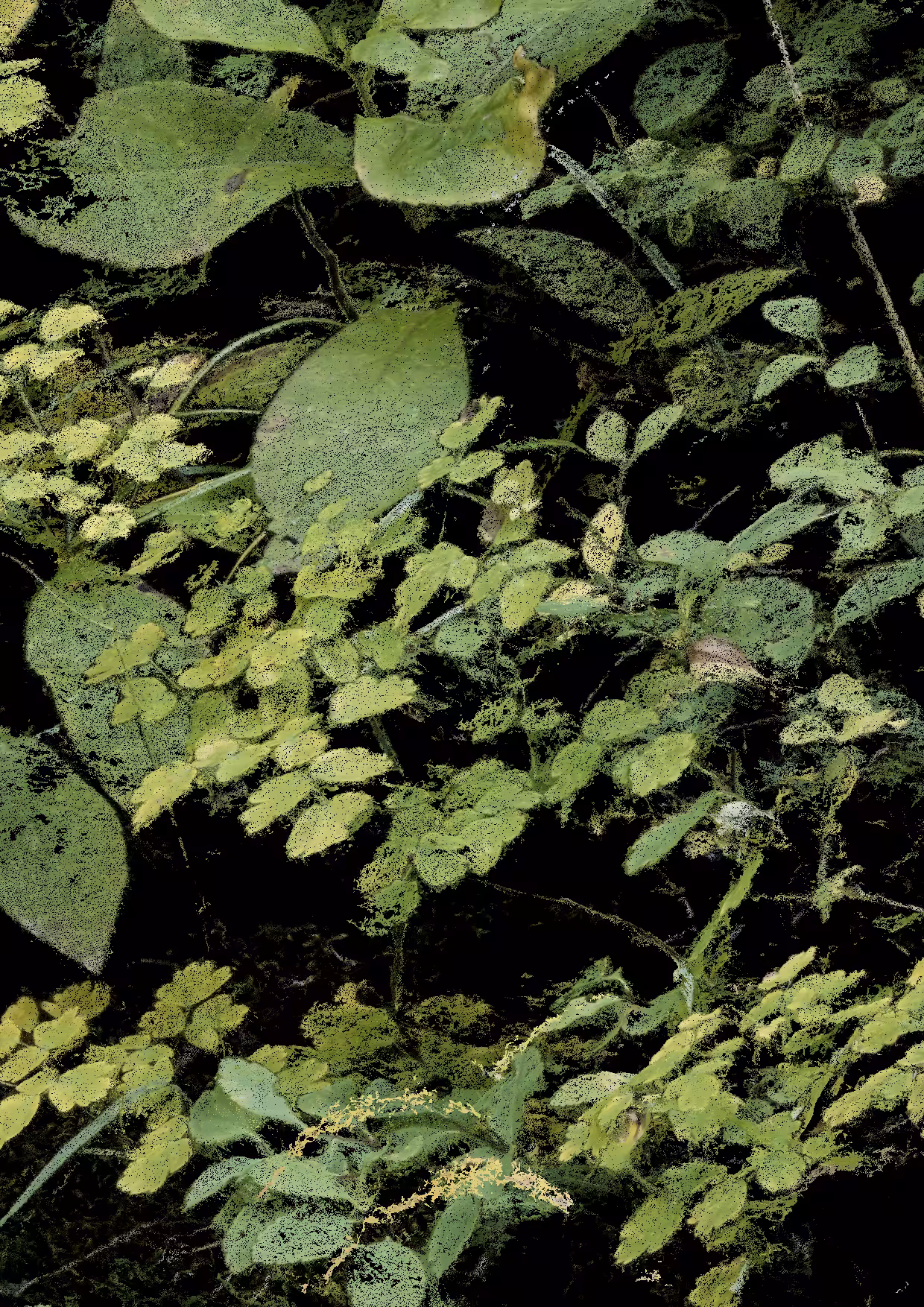 Overgrowth 0298