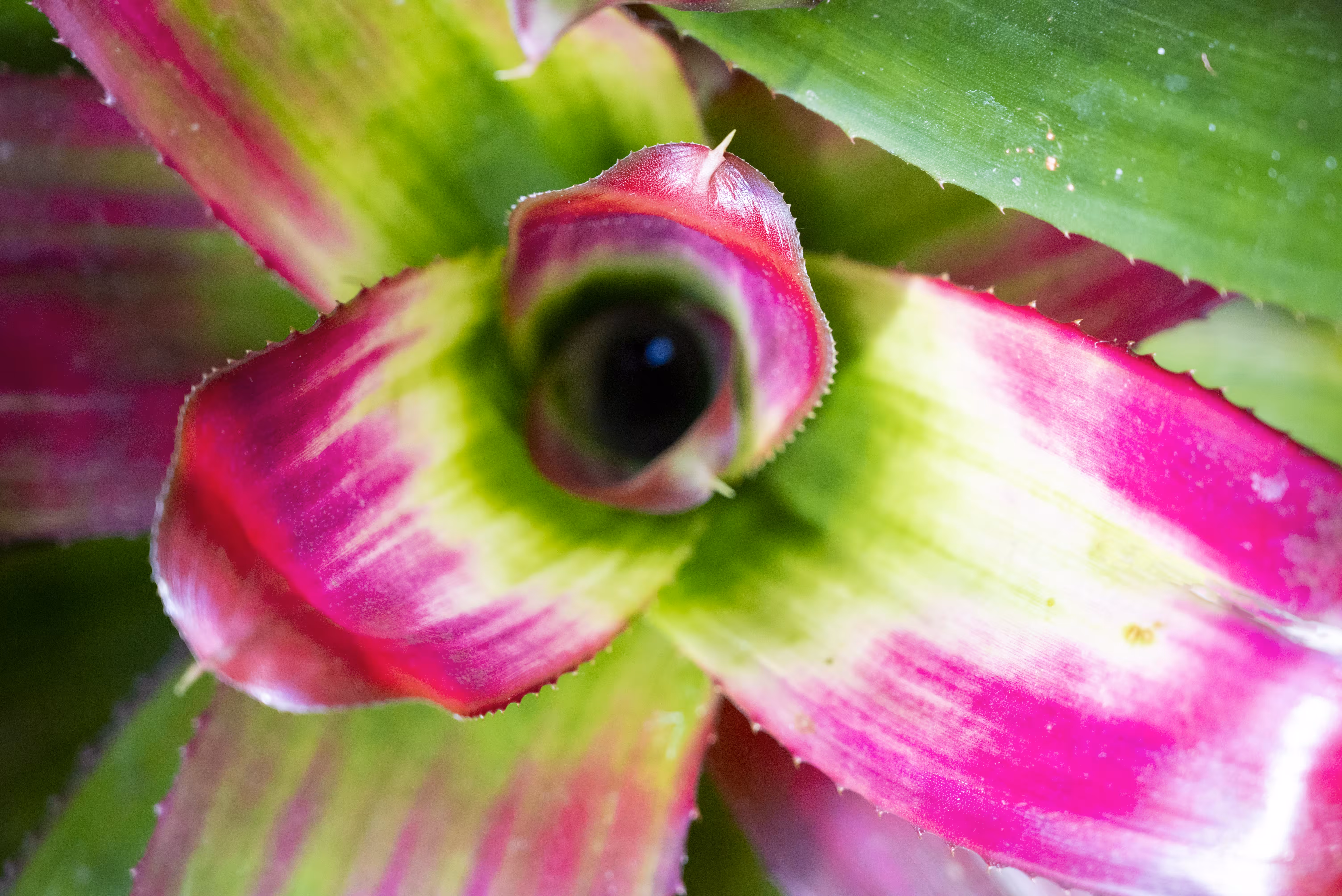 Rodeo posts: Bloom 14