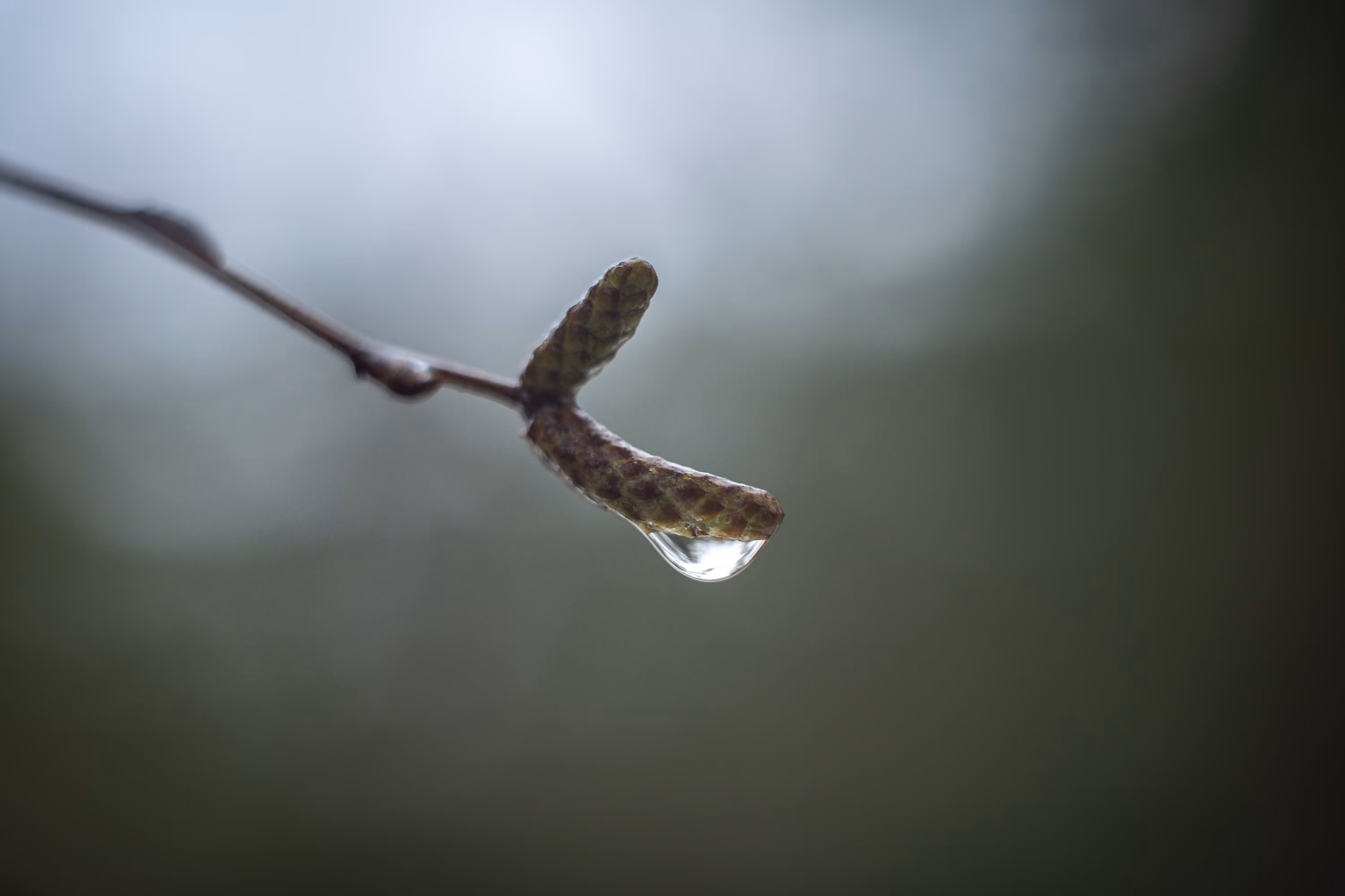 Resting Raindrops #21