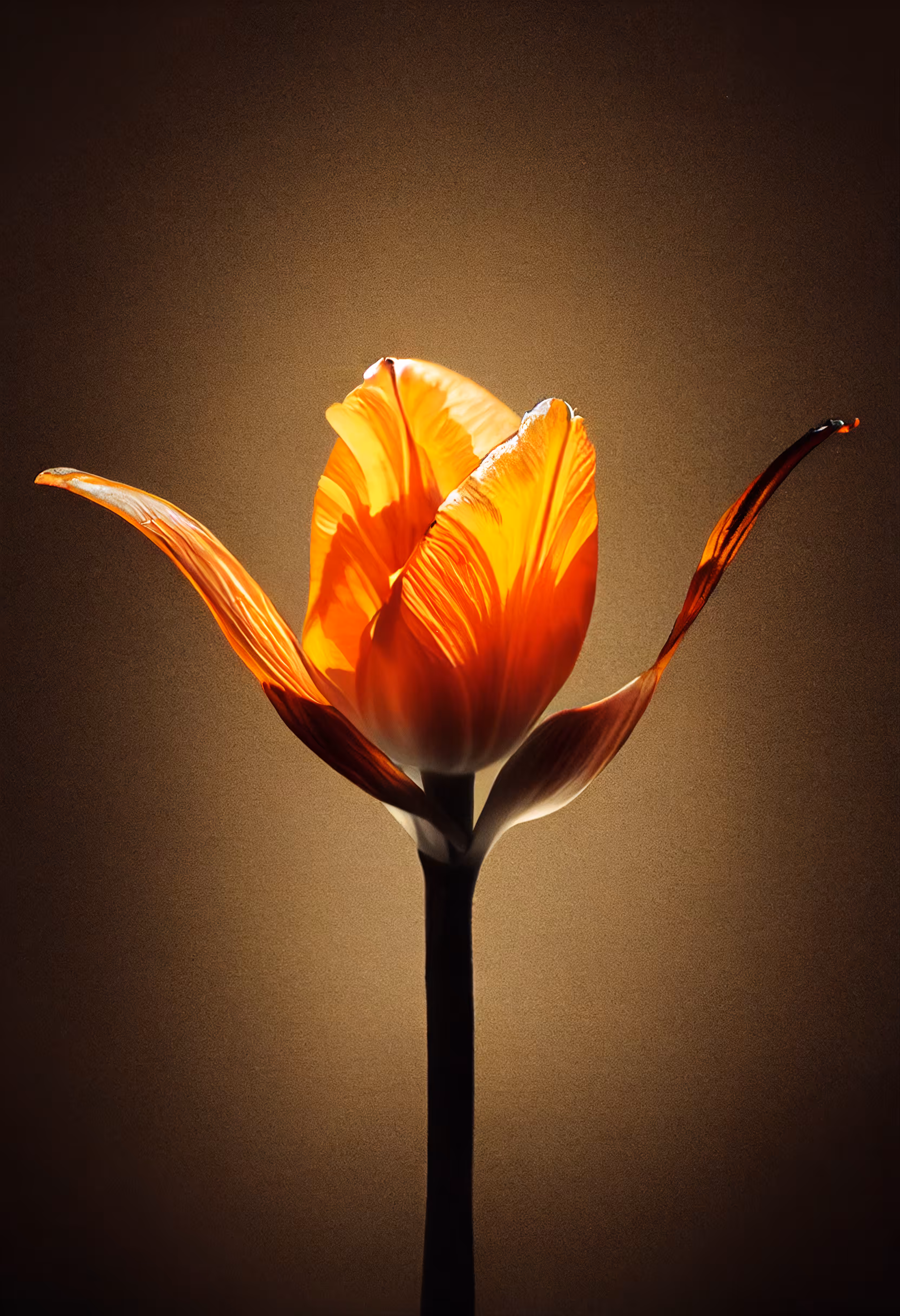 A Flower, Just For You. #236