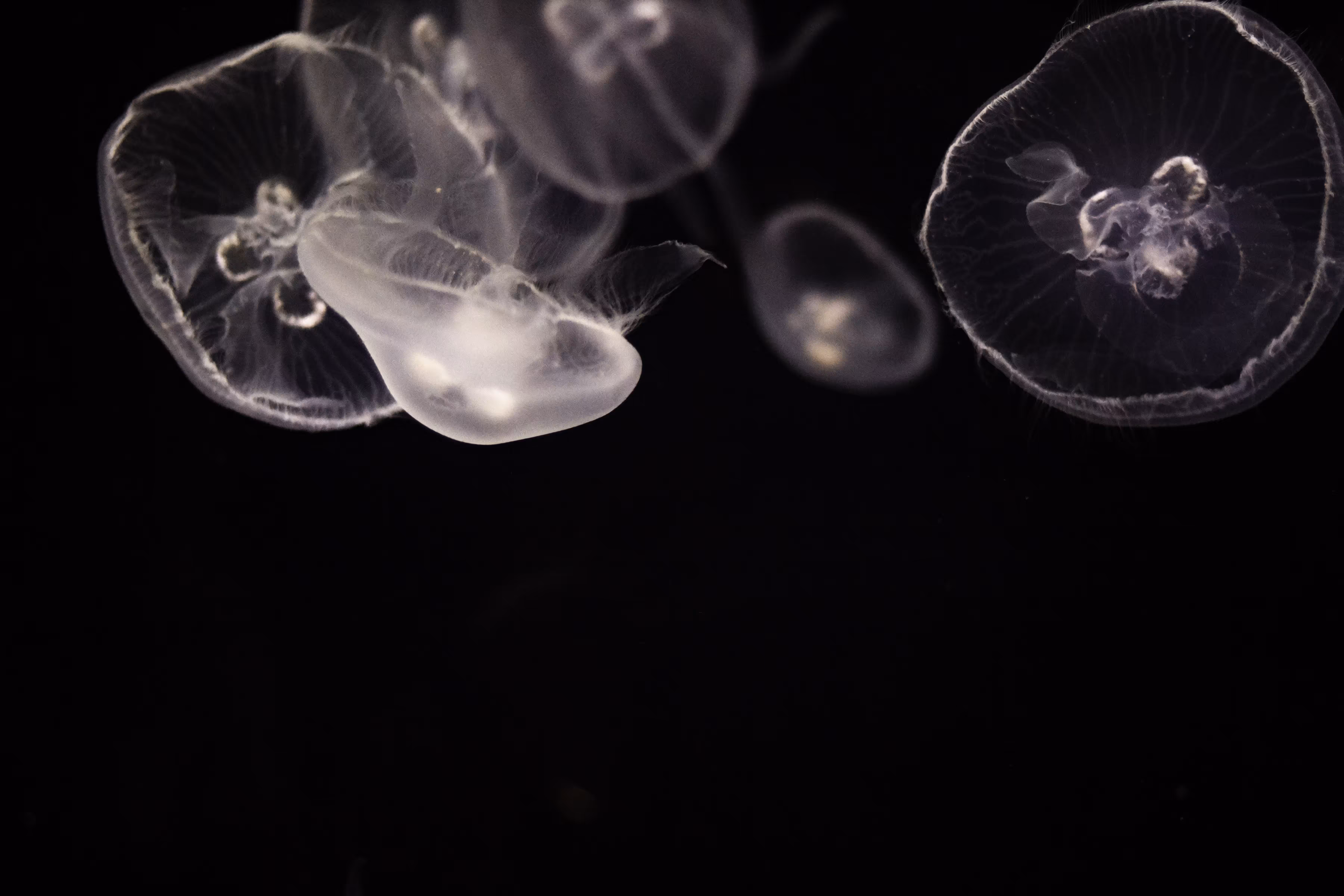 Jellyfish