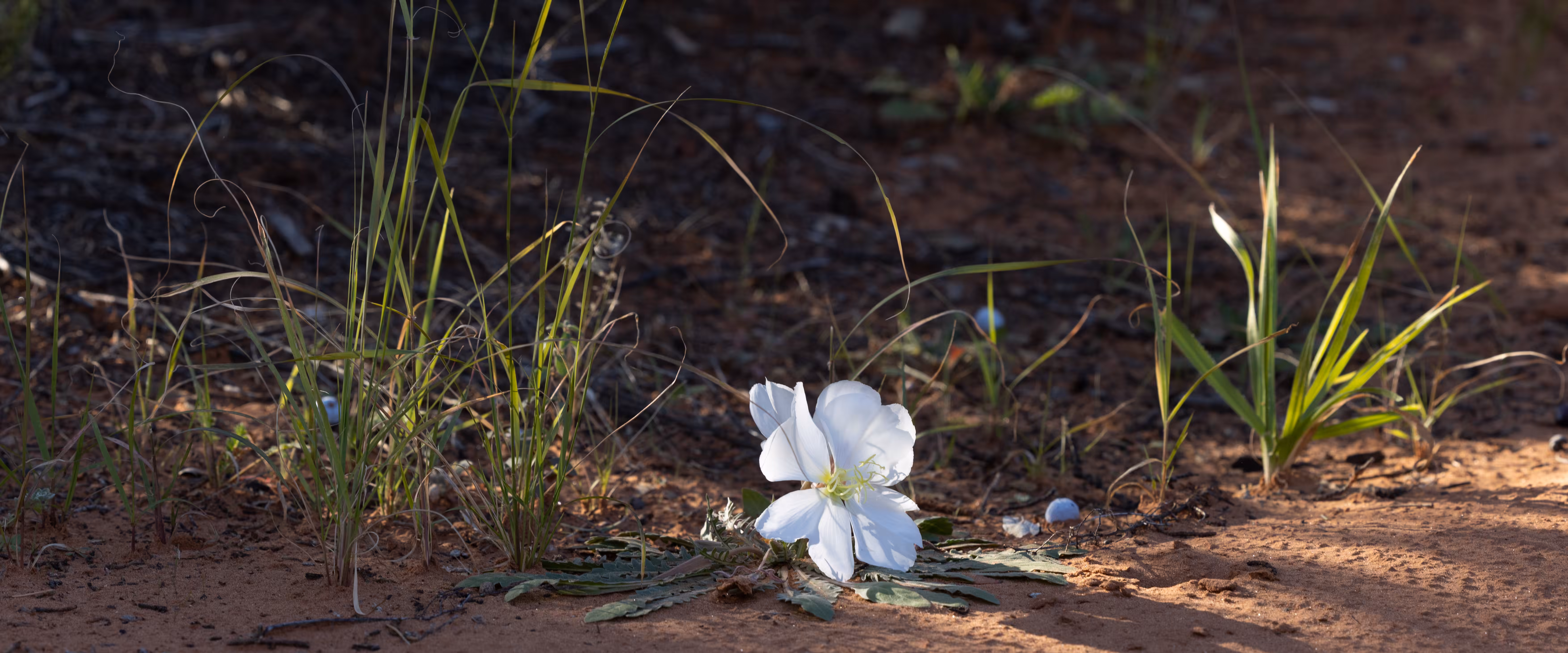 Lonely Bloom