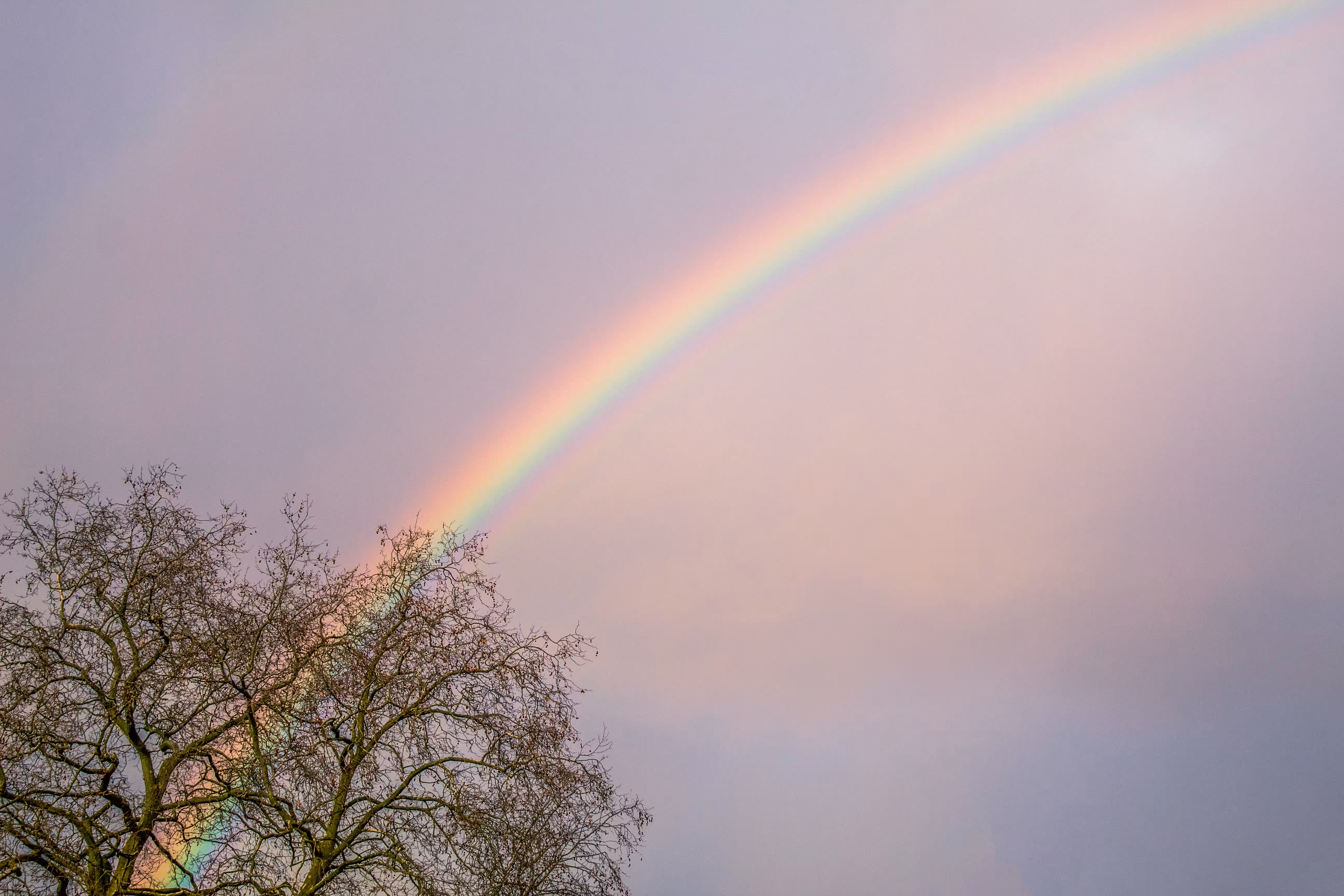 Rainbow behind tree