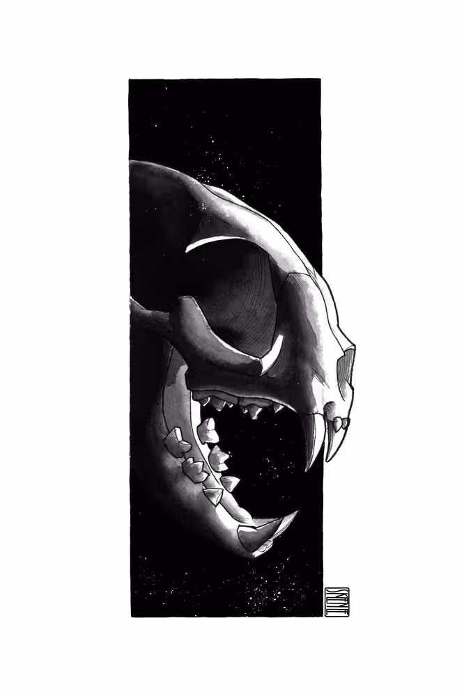 Cat Skull Study