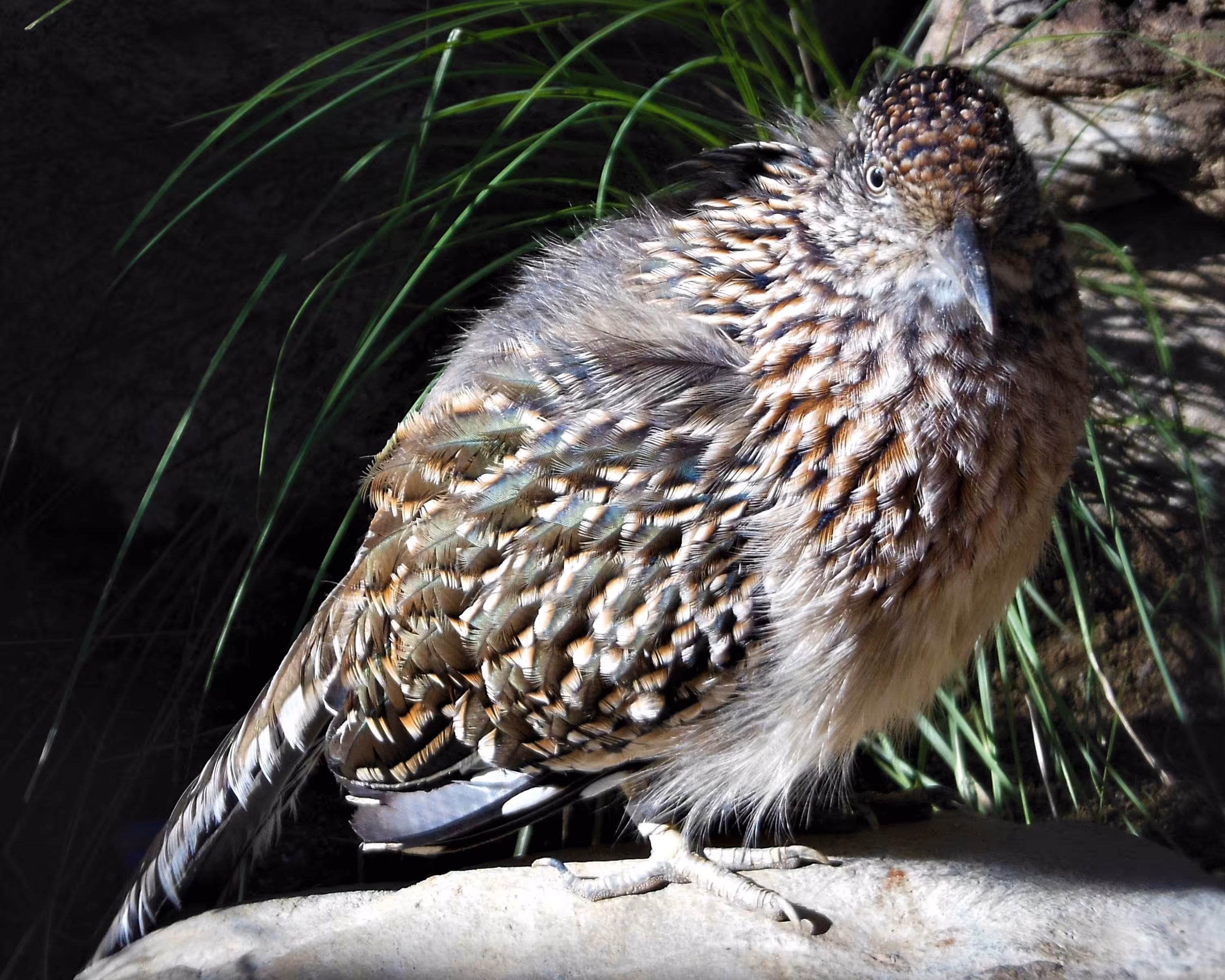 Bird Watcher