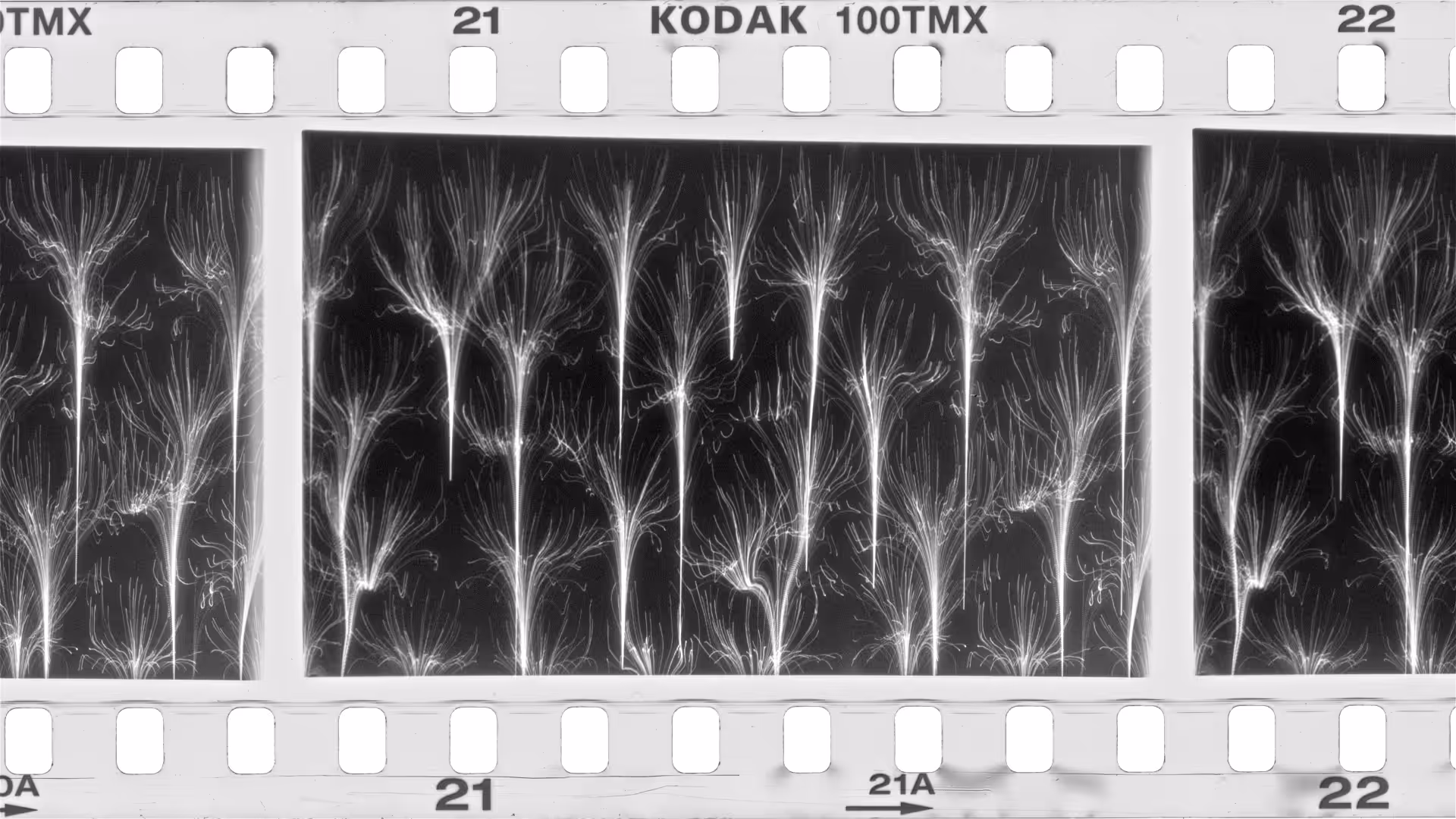Plantæ Film