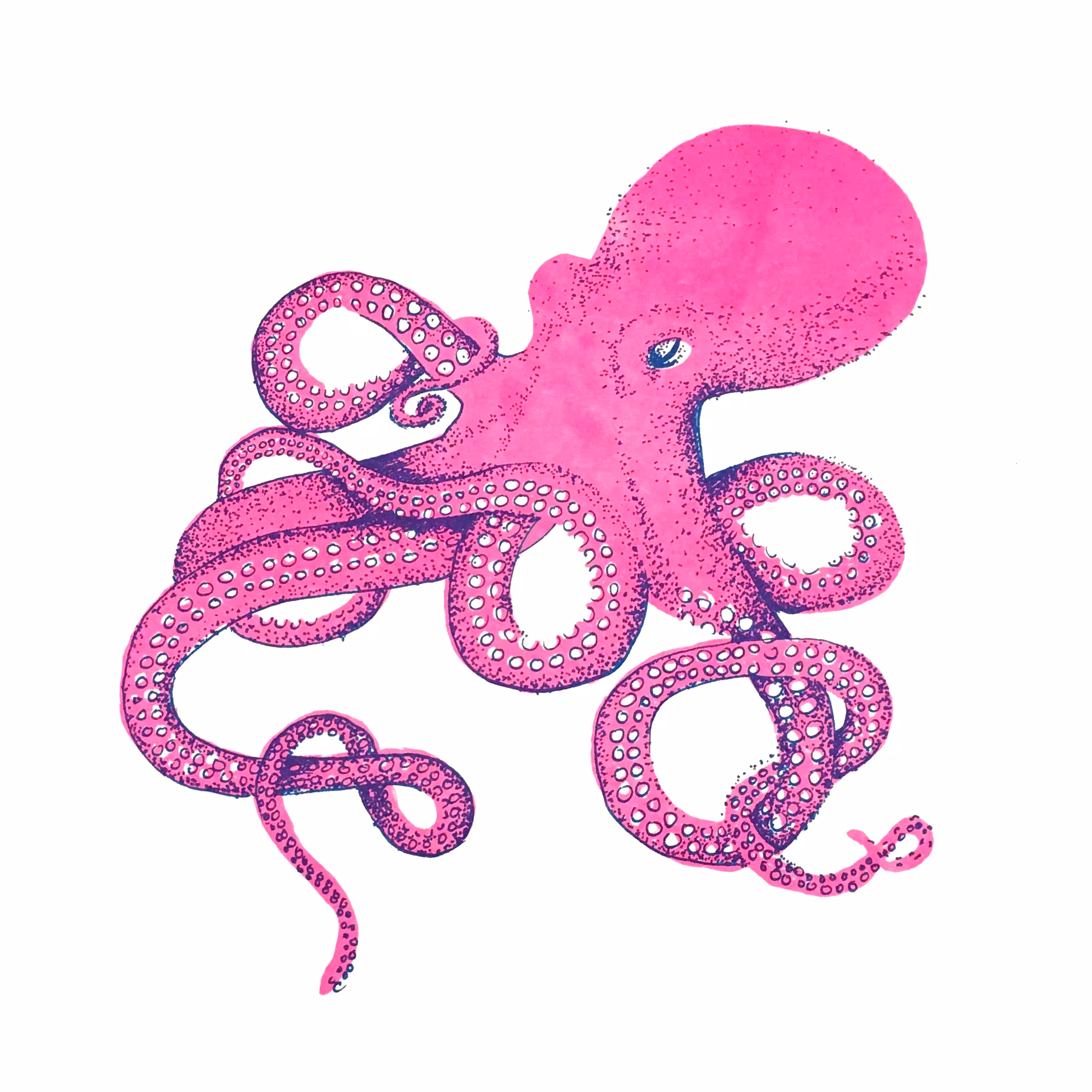 Pinkopus