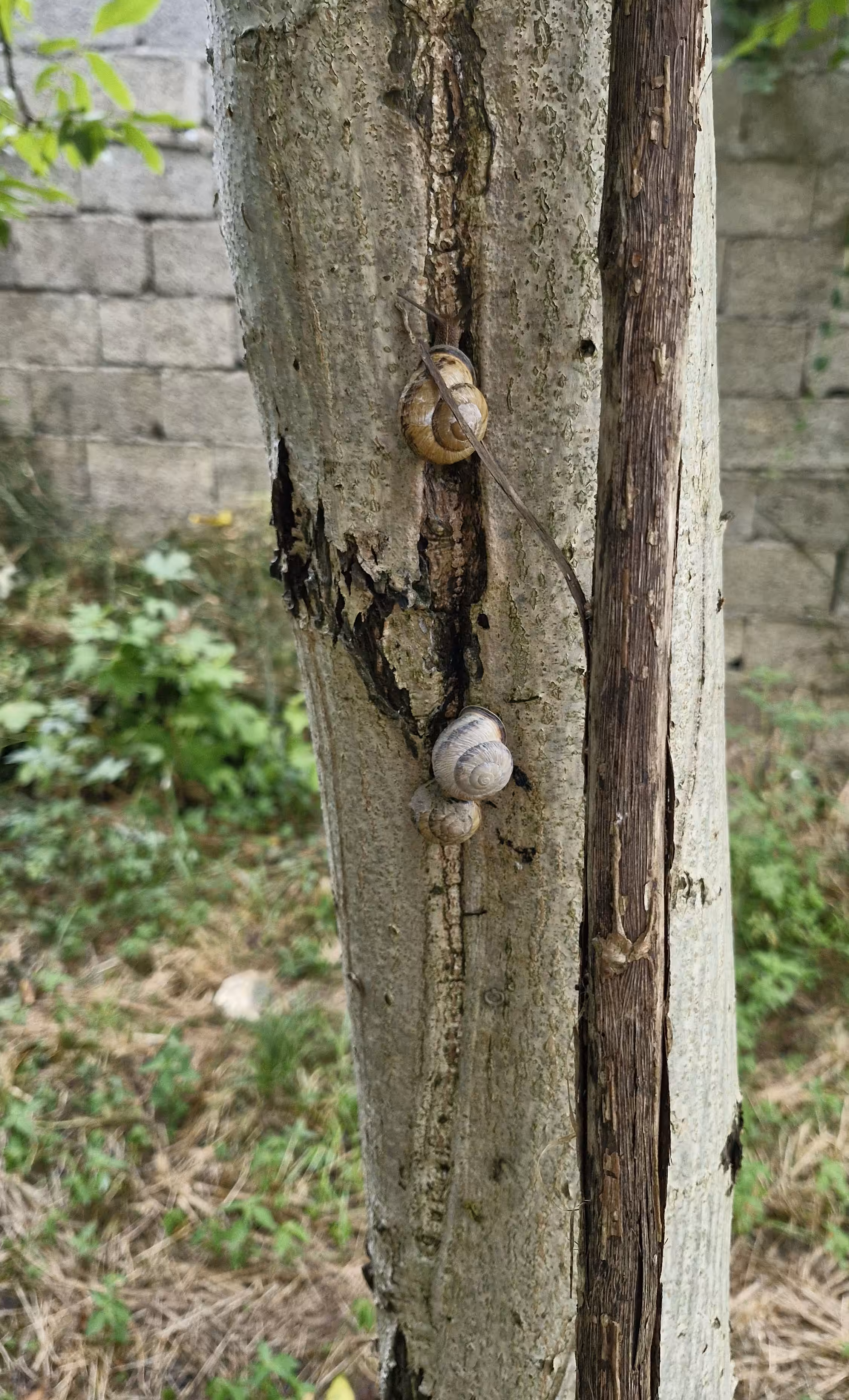 Snails