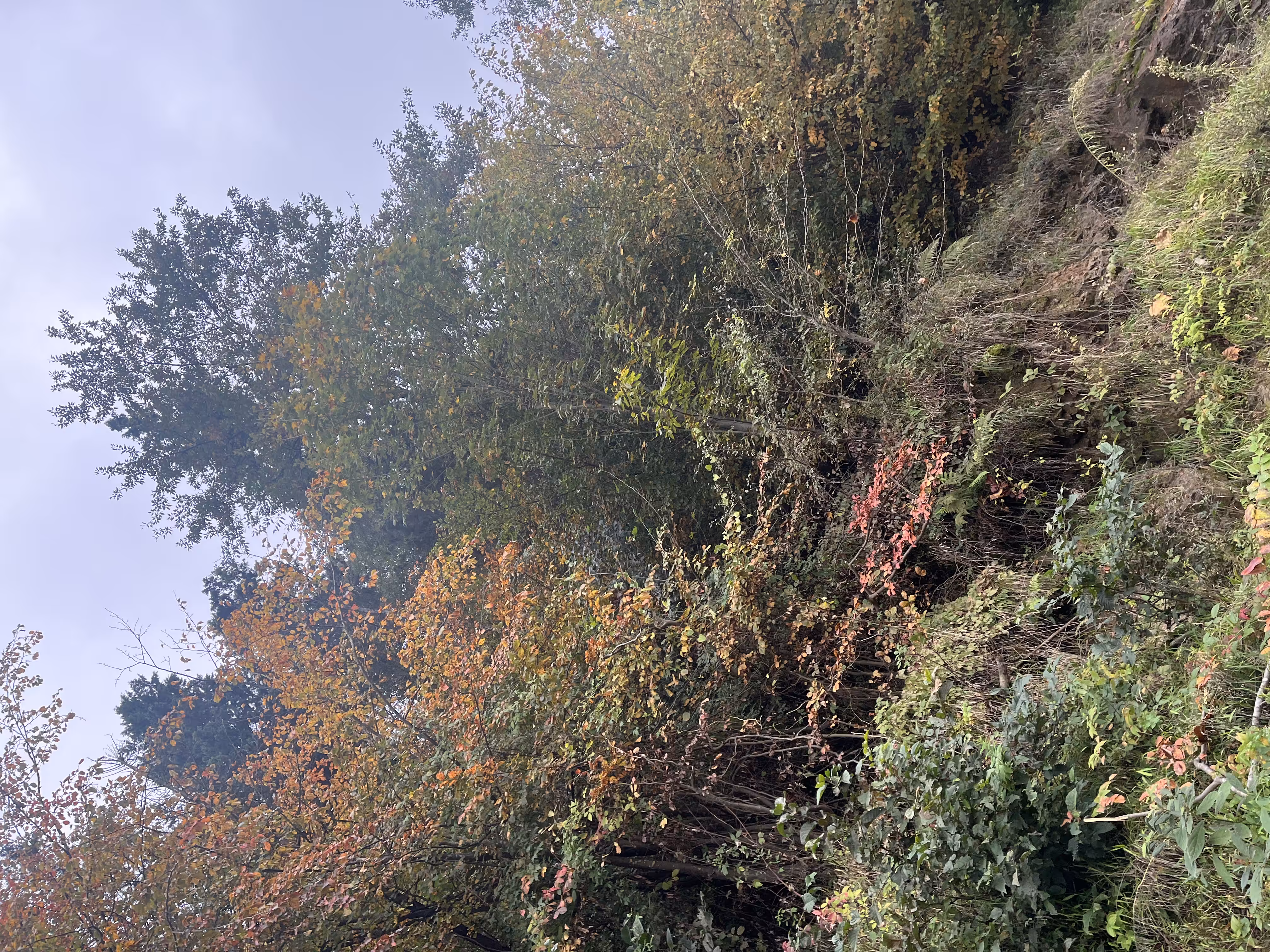 Love tree(photography)