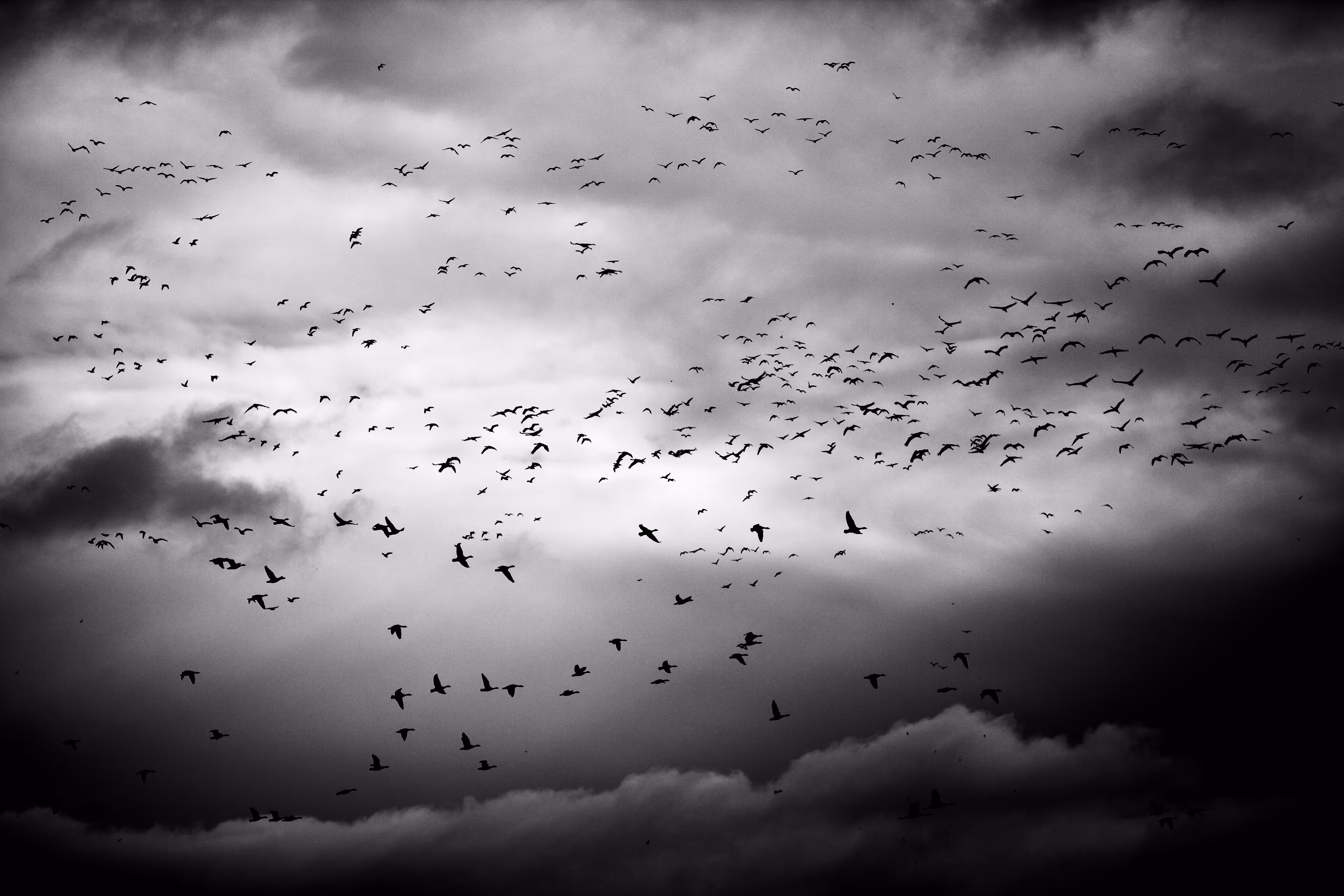 Flock Together #19/69