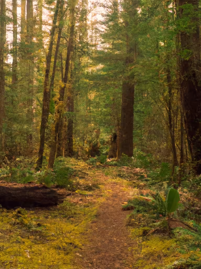 AI Photography: Mossy Forest Trail - Second Take