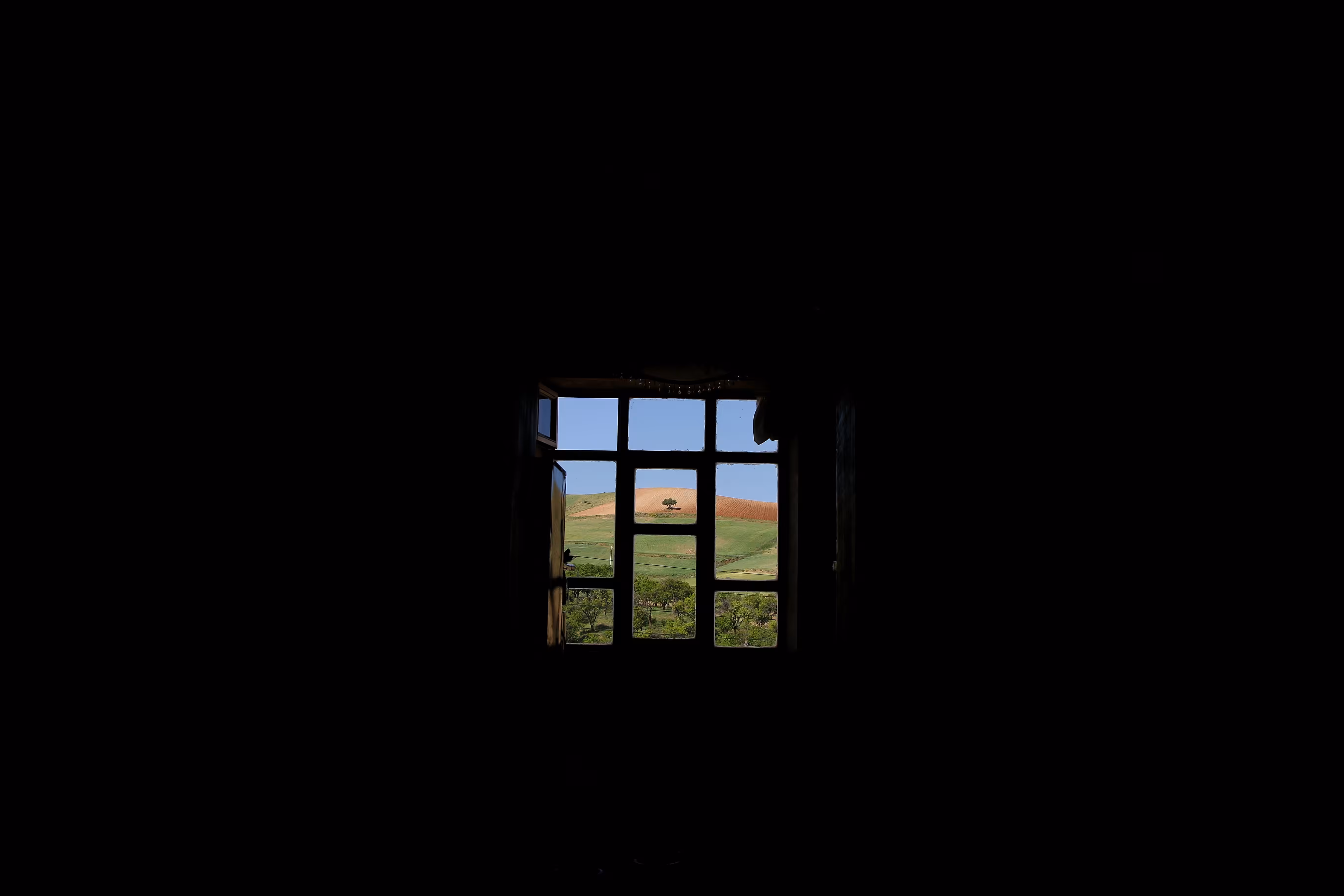 A window facing a single tree