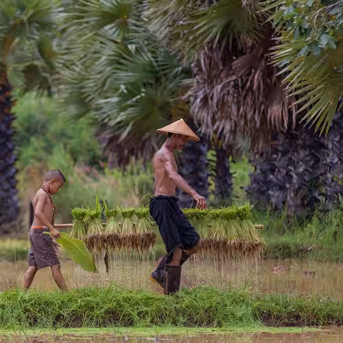 Father and son plowing rice plant in rural Asia #1