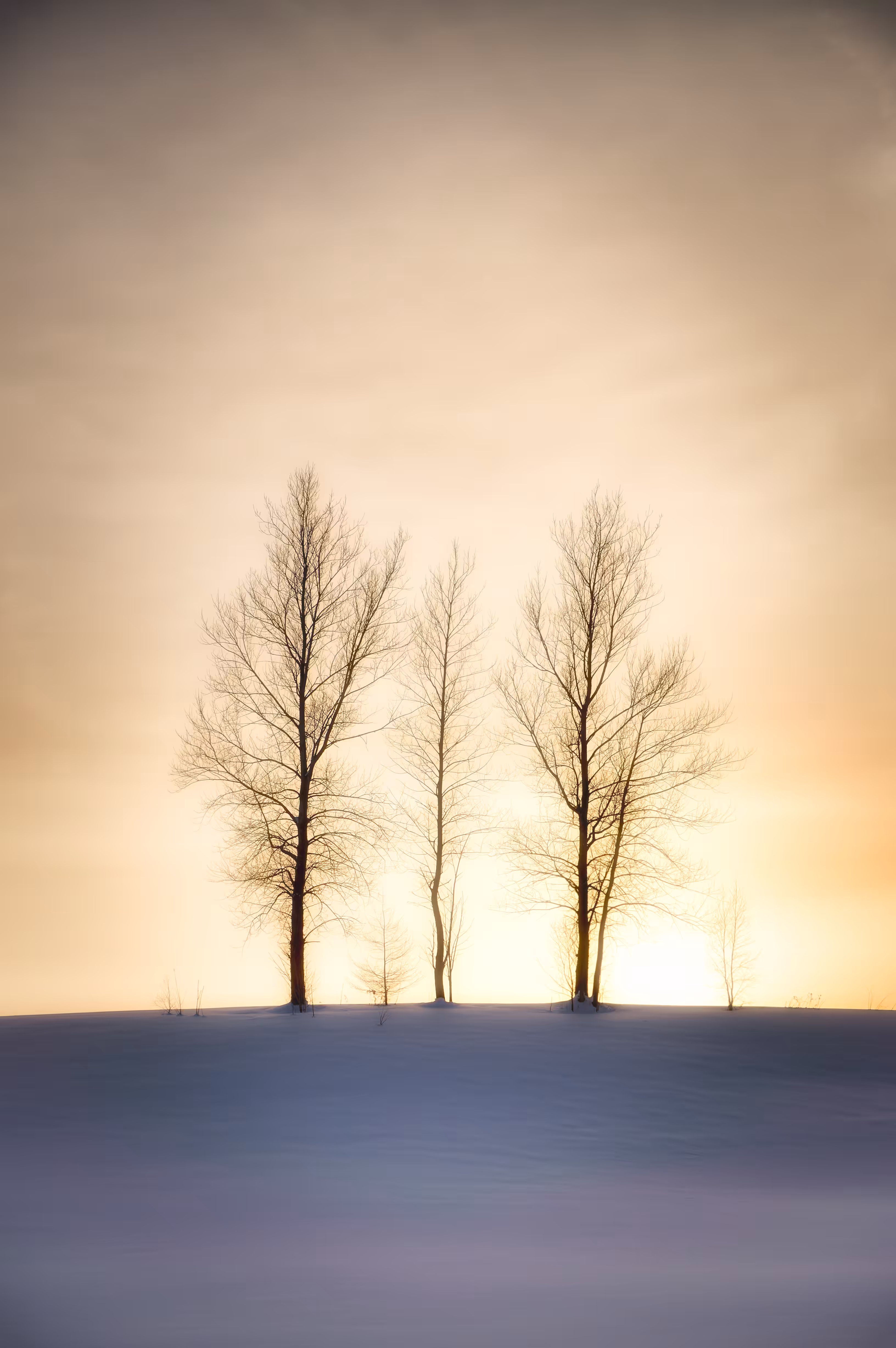 Trees lined up in the snow field