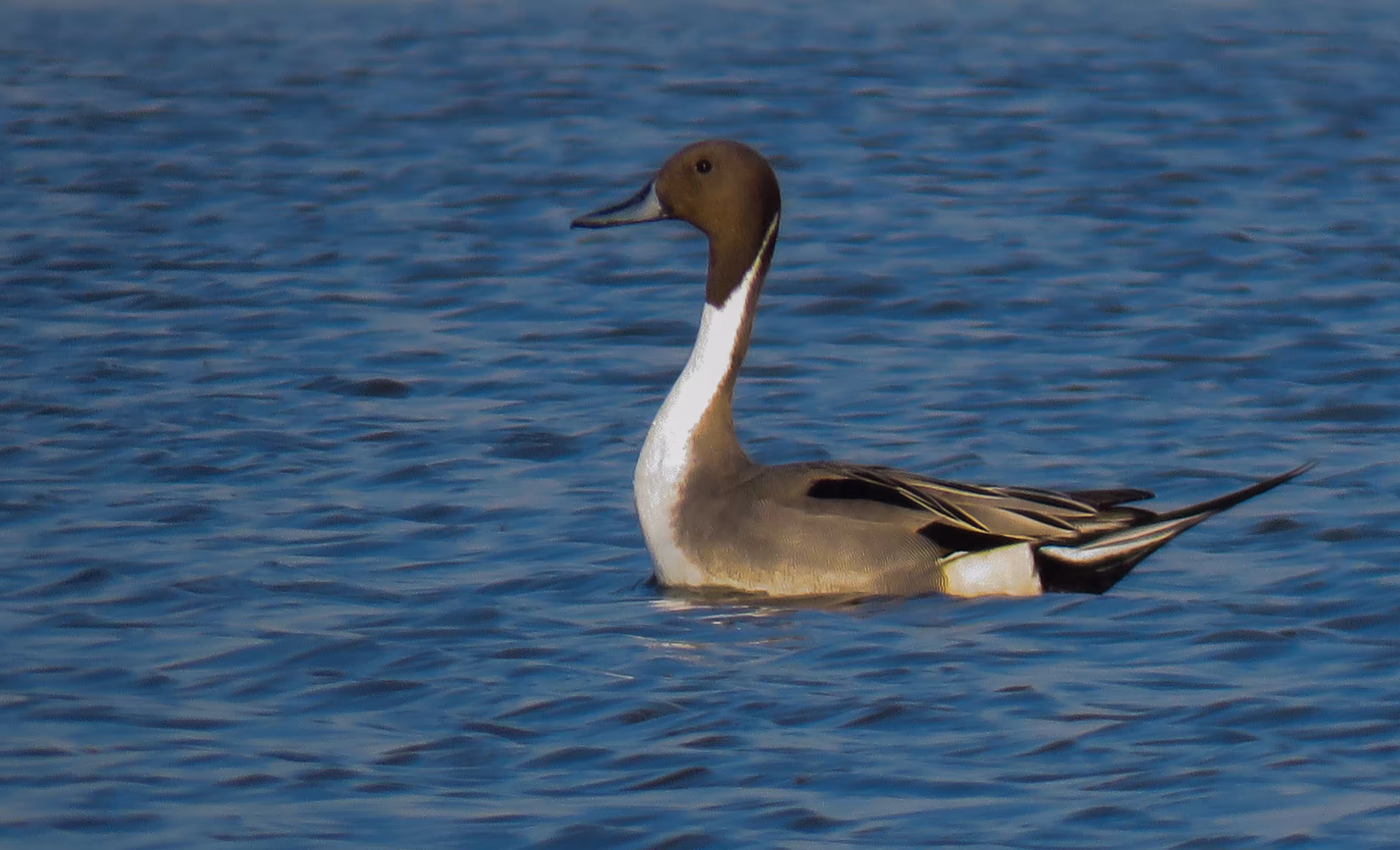 Bird with an interesting form 