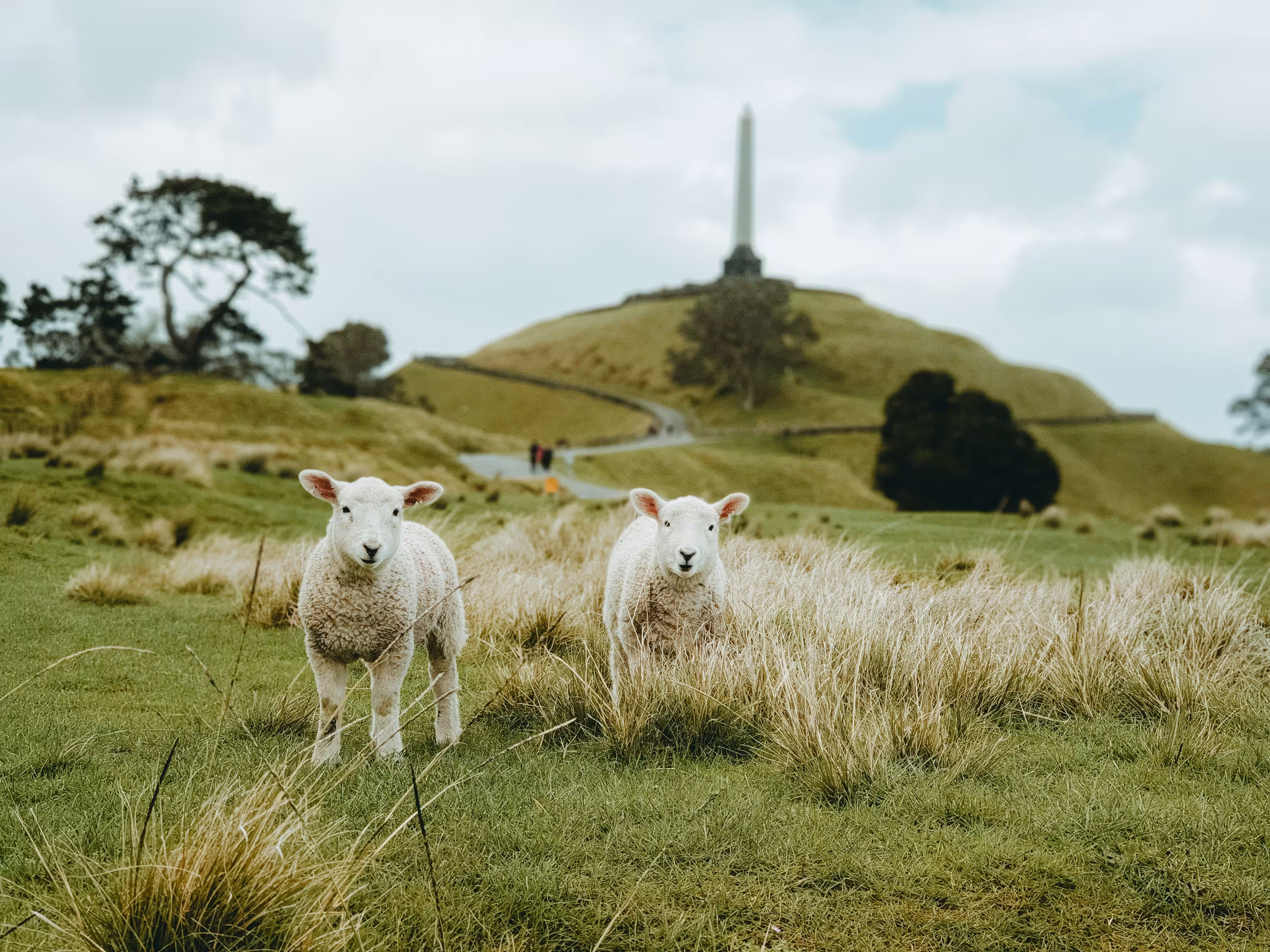 A Tale of Two Lambs