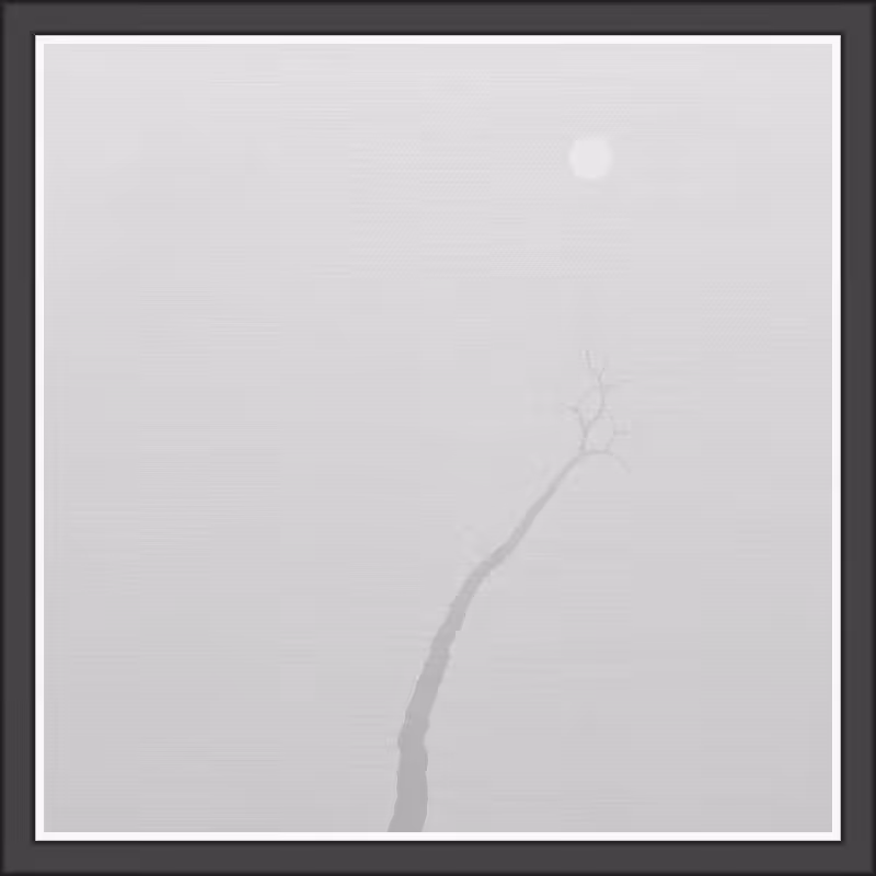 The Foggy Trees #122