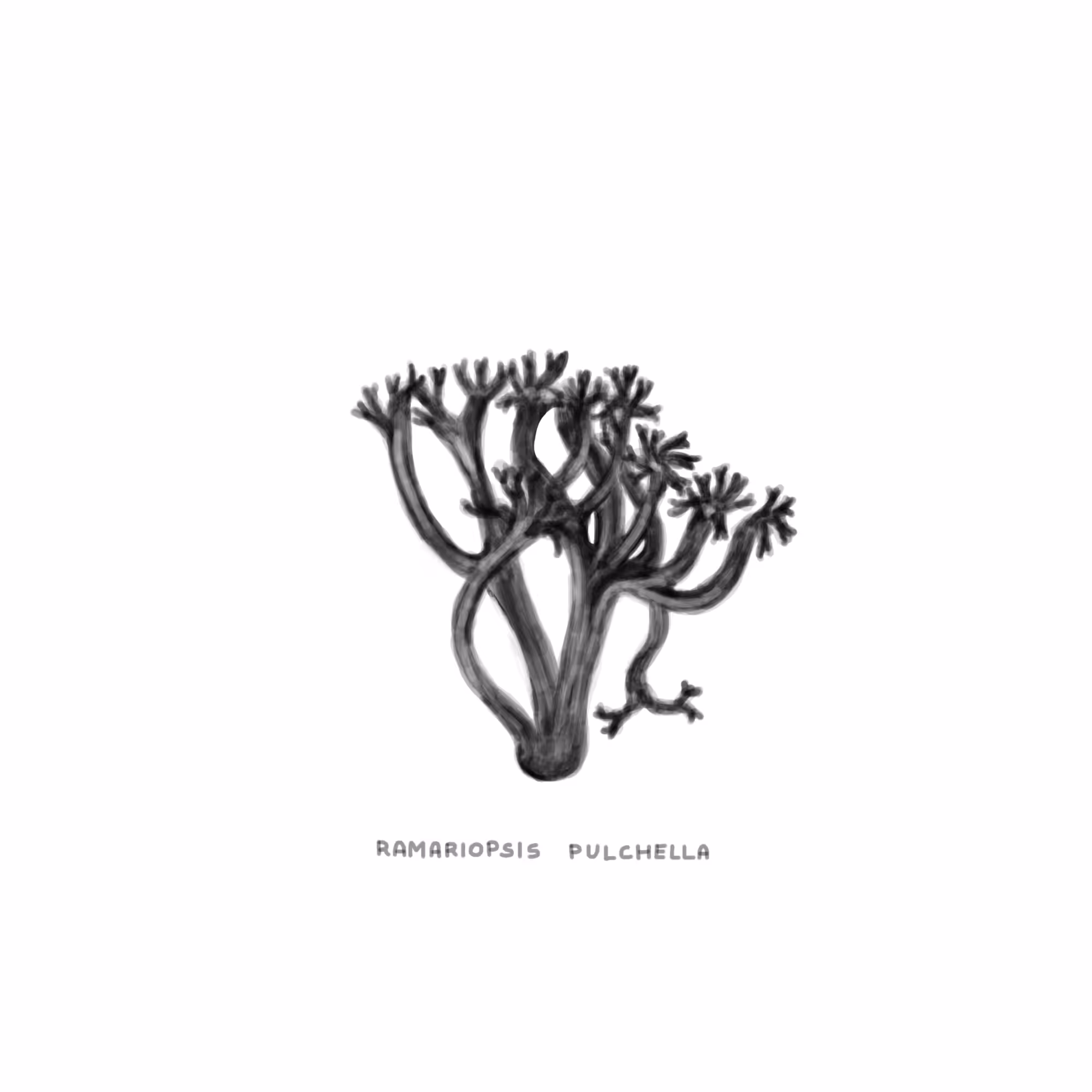 #20 CORAL - Ramariopsis Pulchella