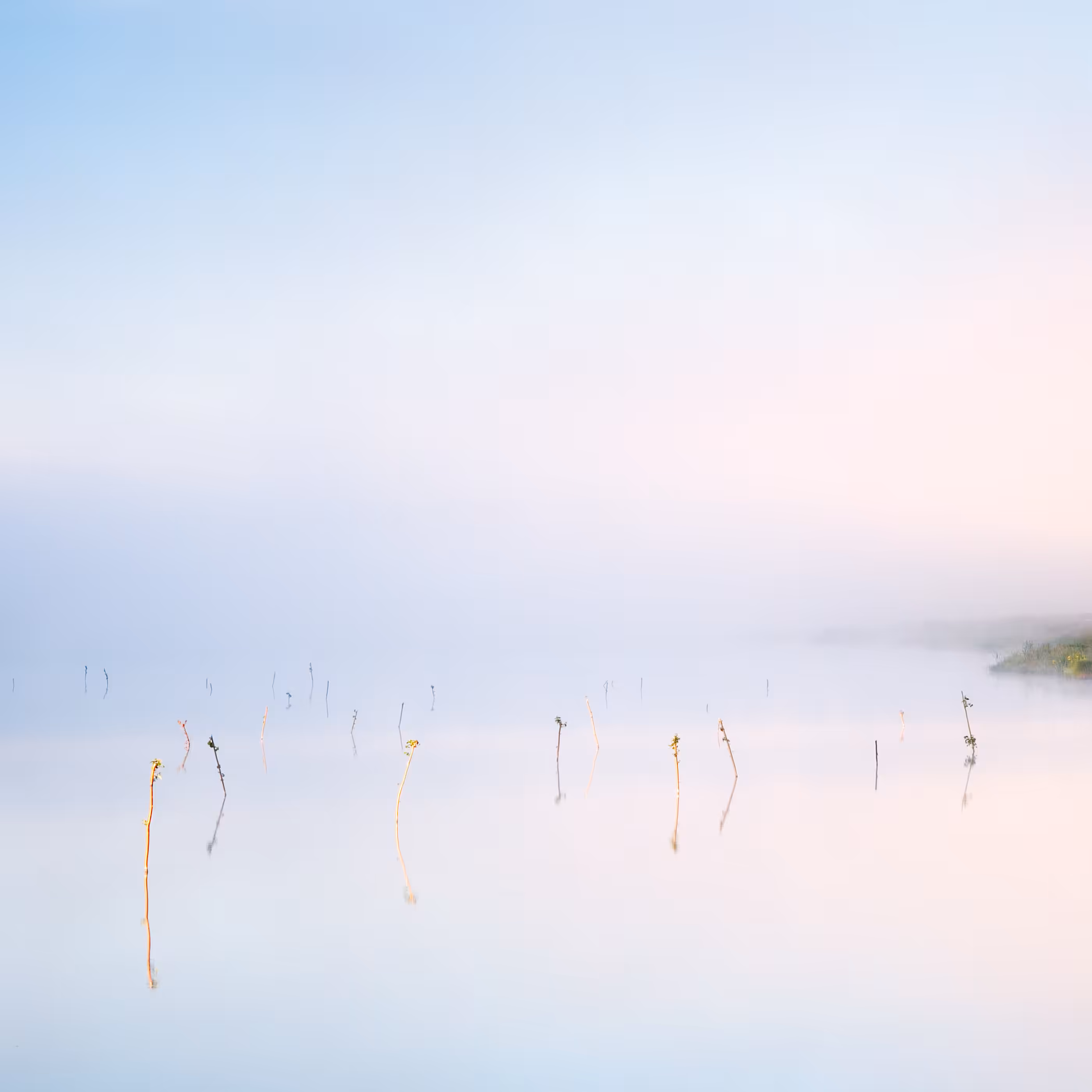 Foggy morning, #1 