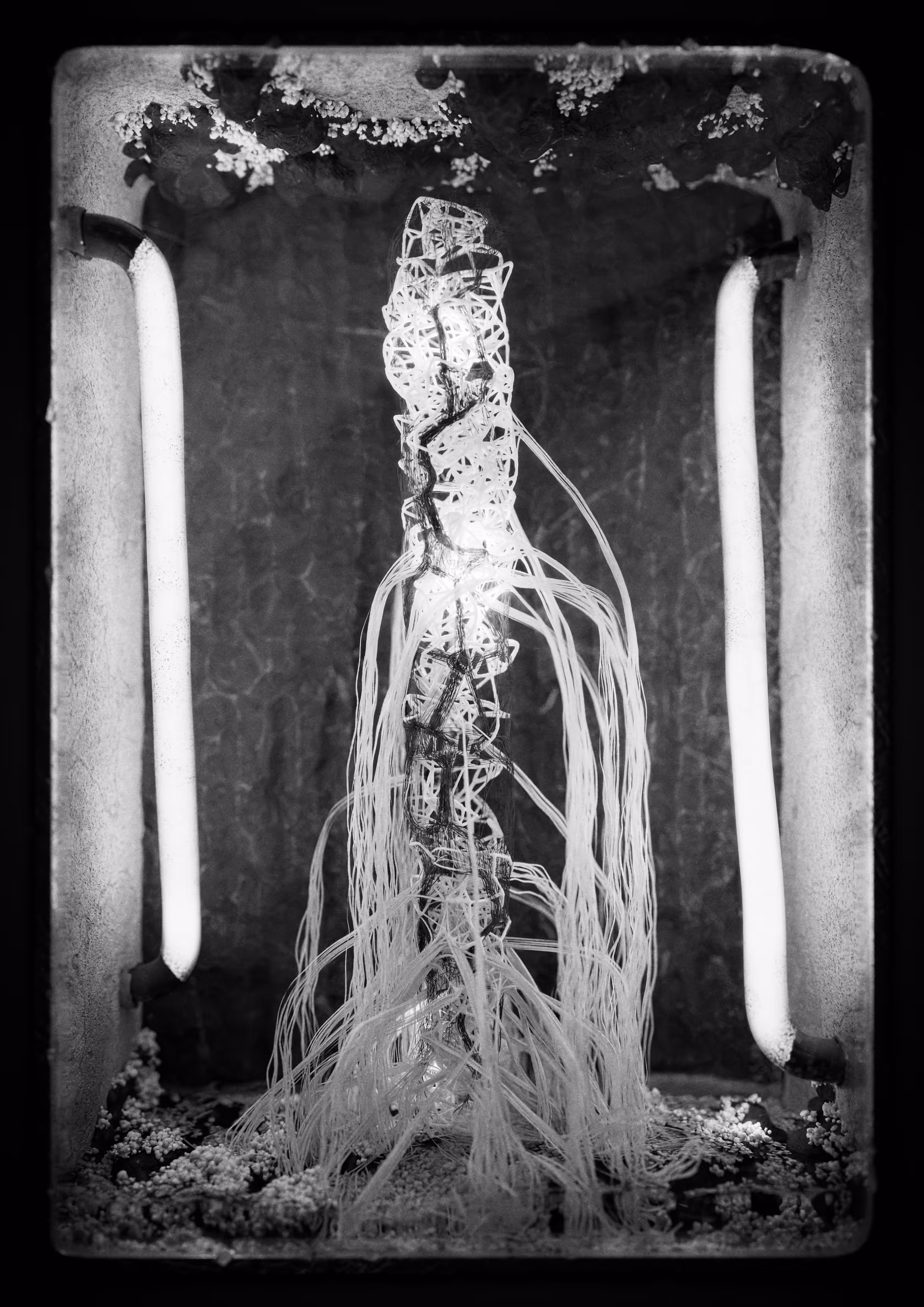 Symplasma: Experiment #10