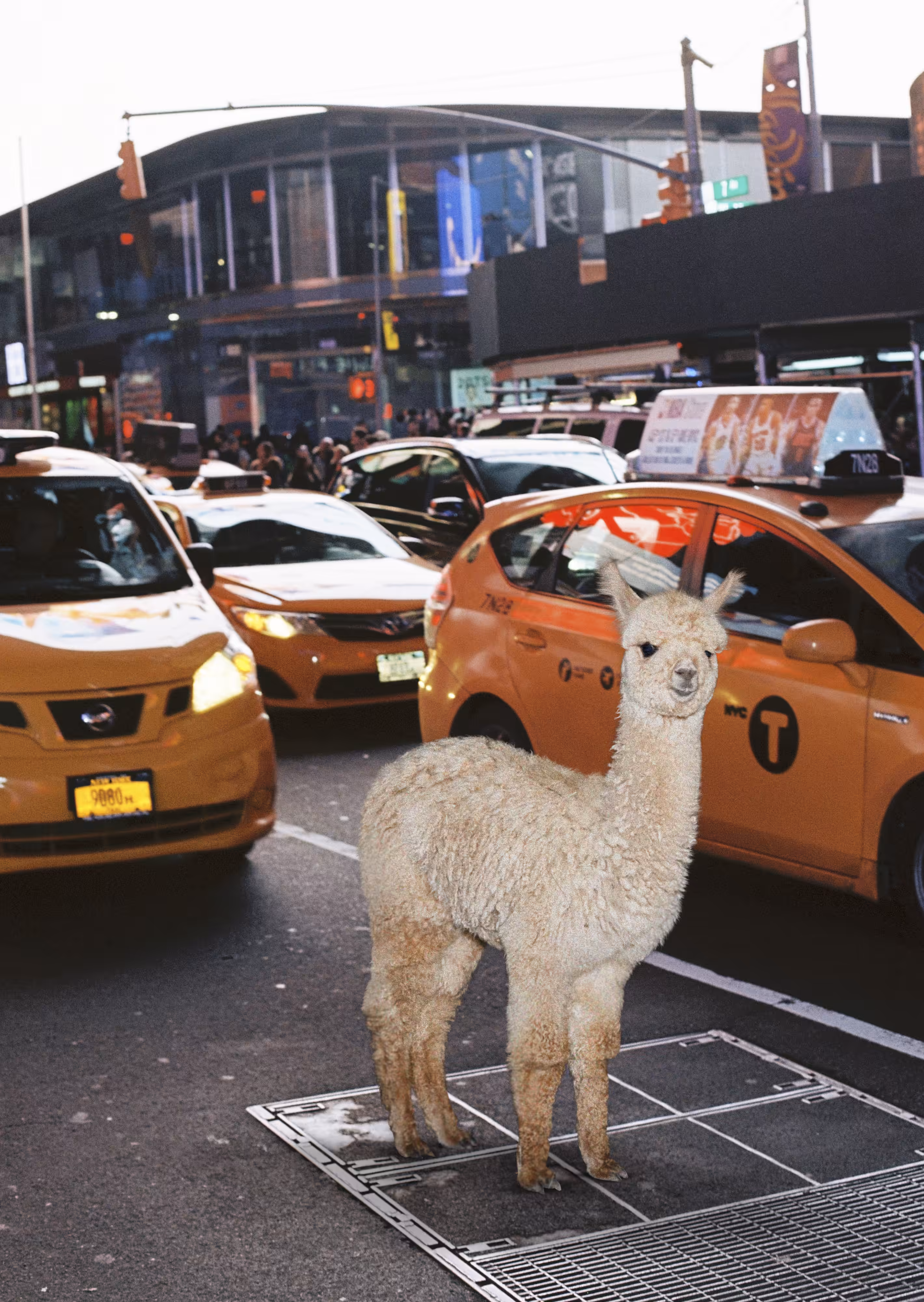Alpaca #6