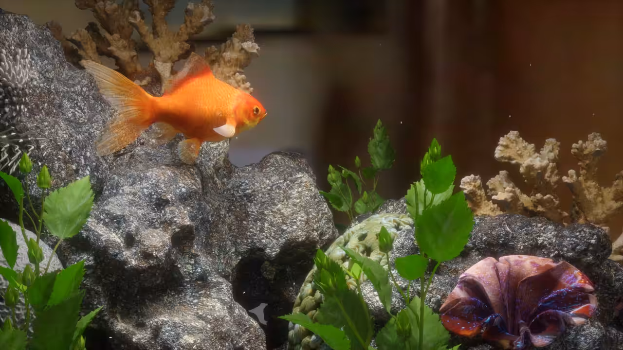 3D GOLDFISH