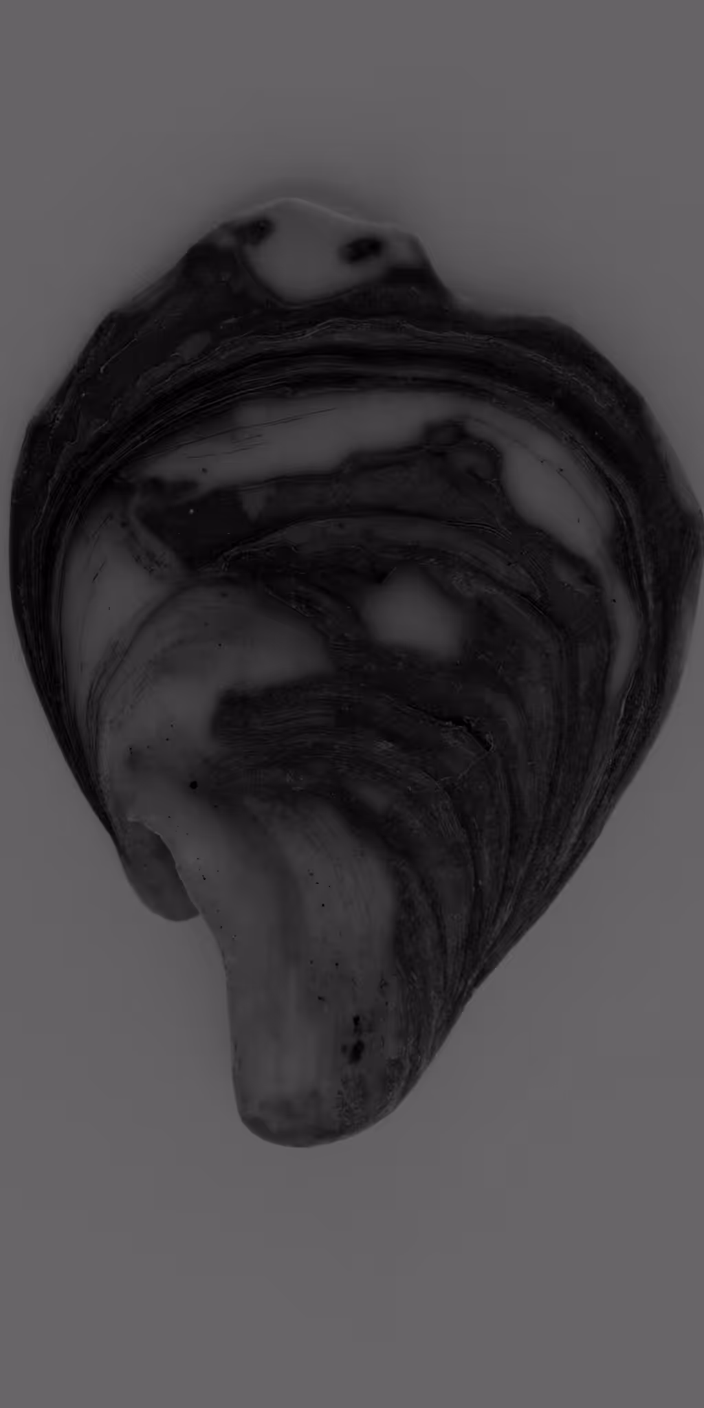 The Shell Record: Breathings of the Moon: Southend Pier
