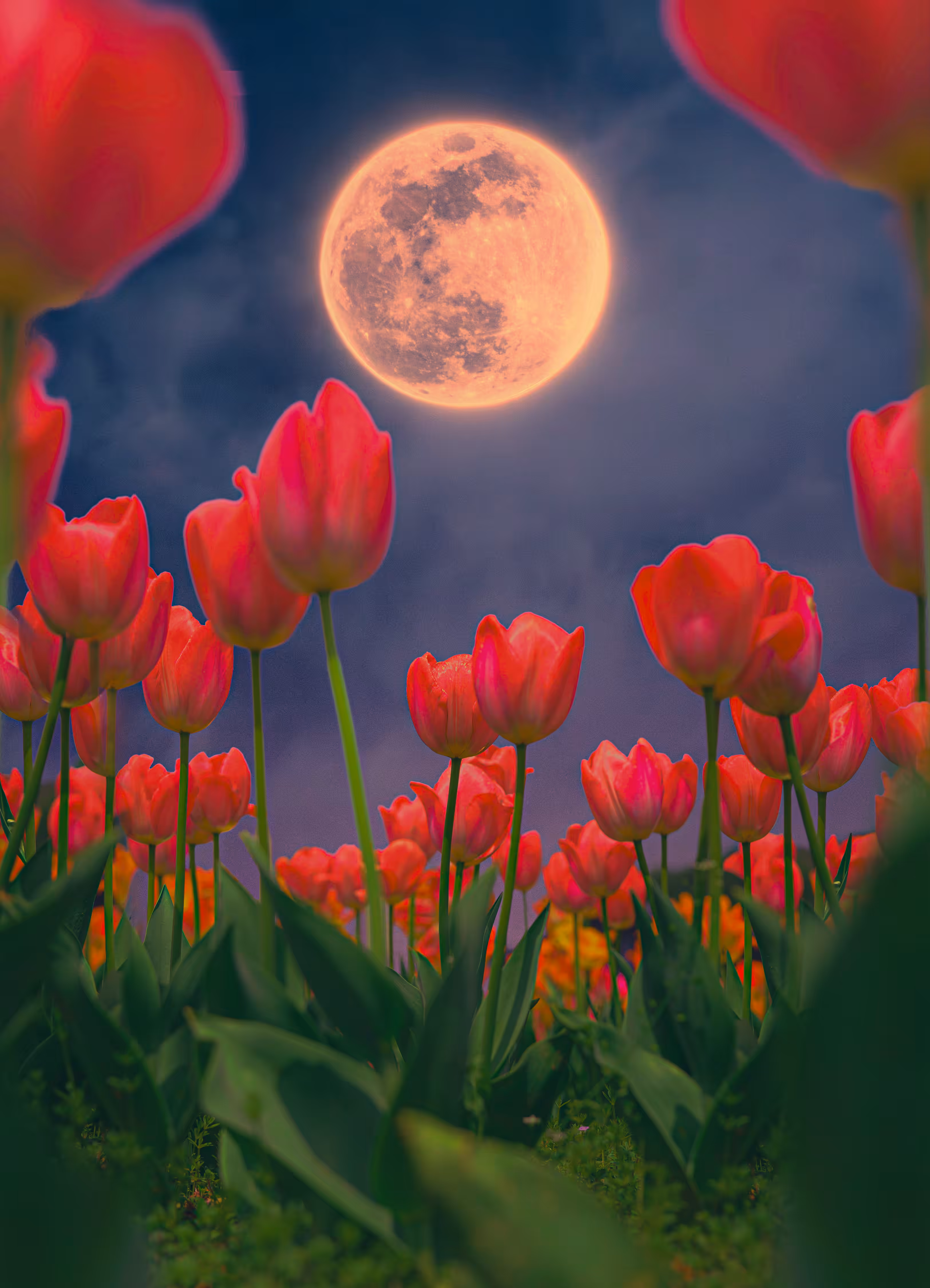 Moon from a Bug's Perspective, 2024