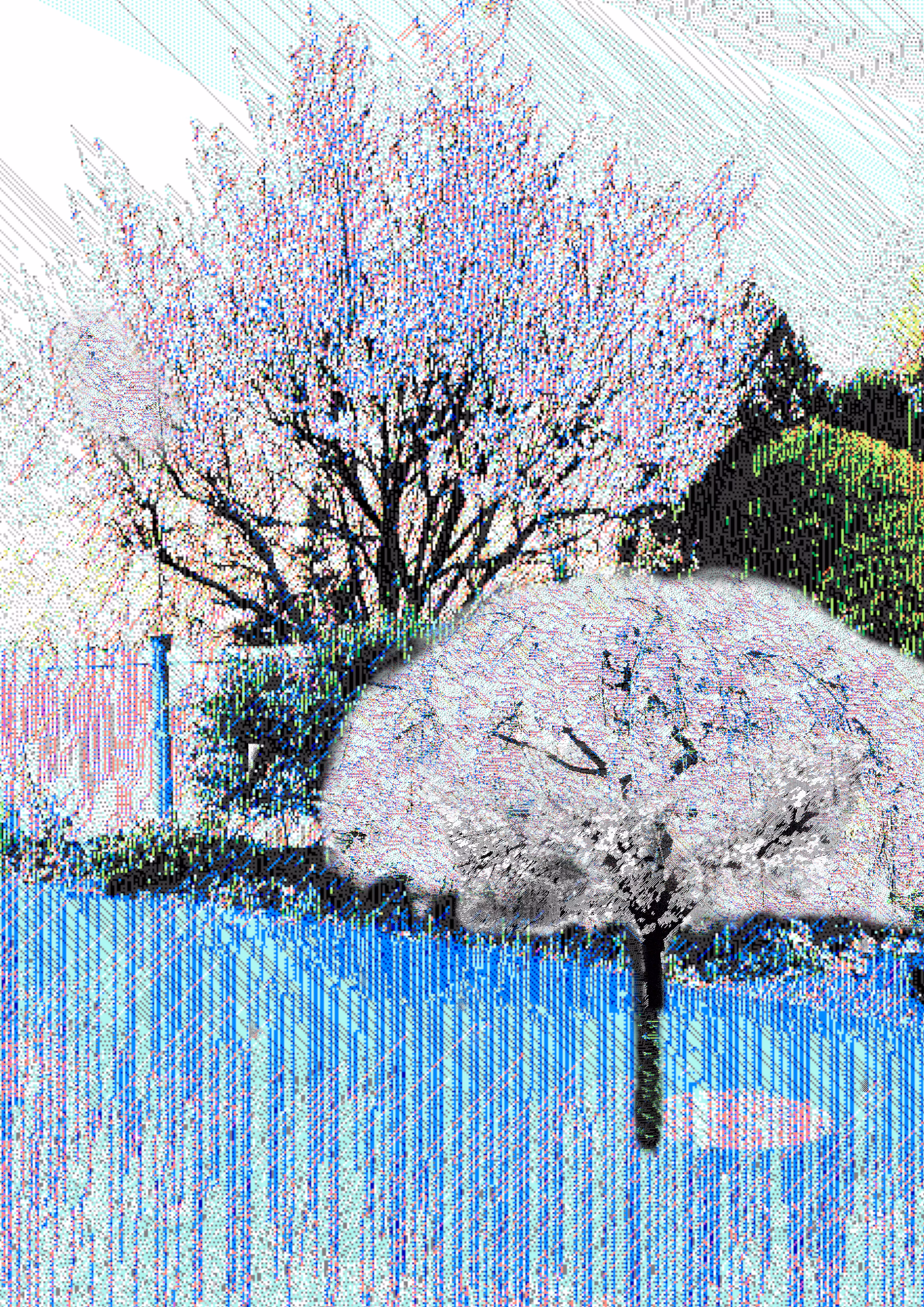 Hanami To-Go