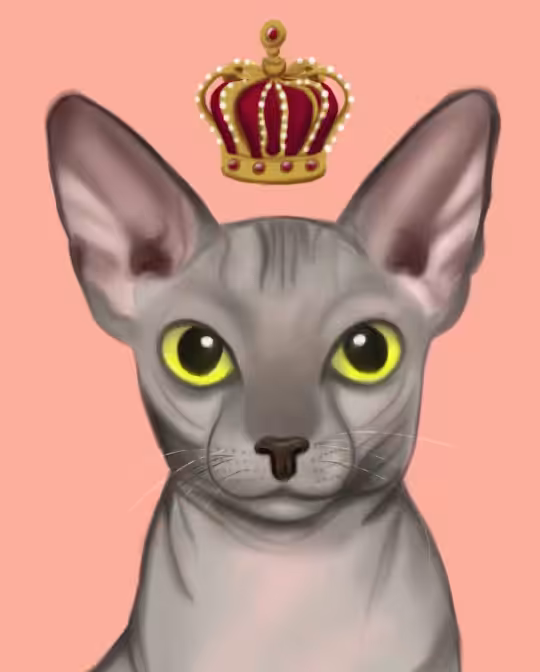 Angry Sphynx cat: Sphynx cat