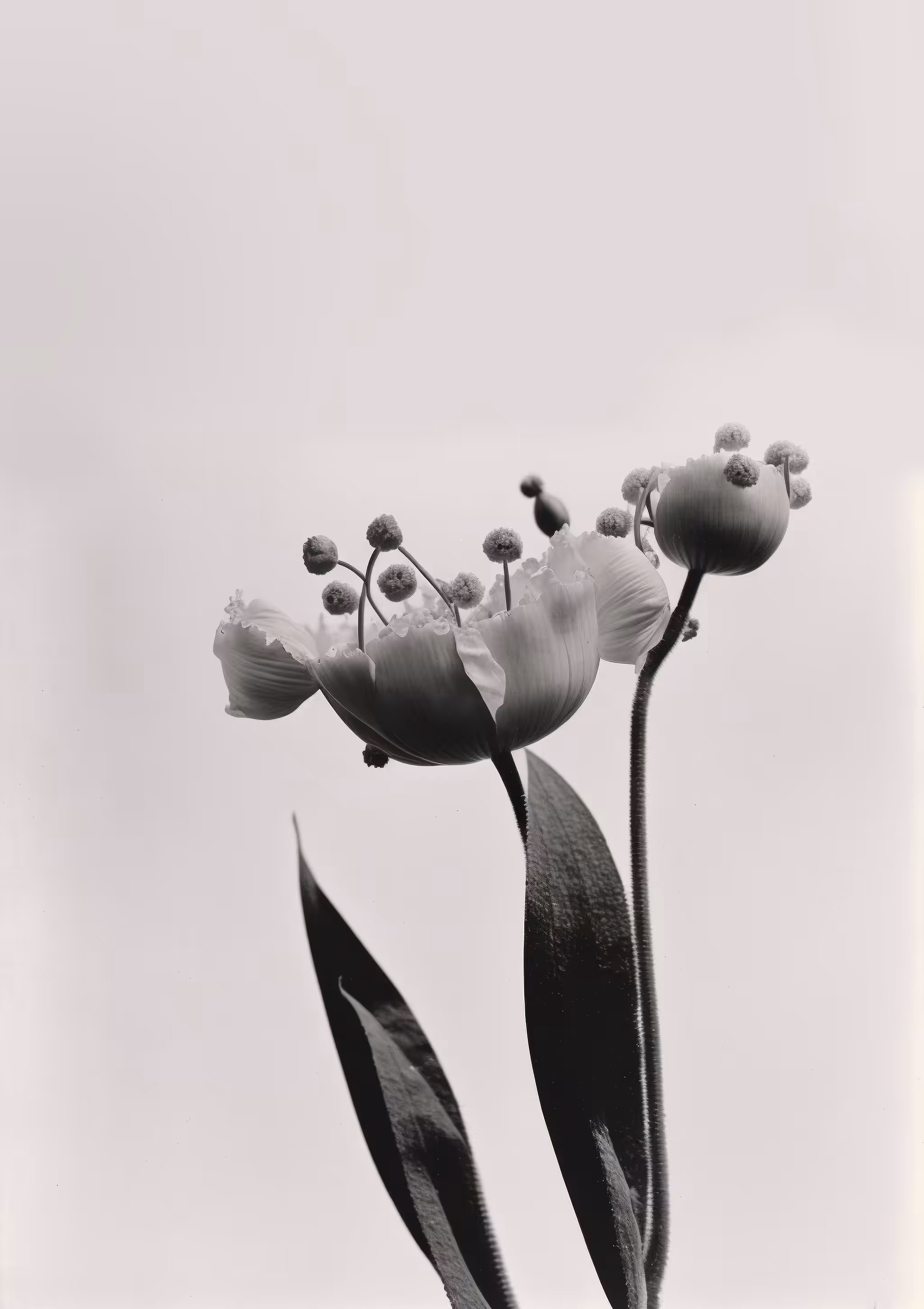 Unknown (extinct), Silver Gelatin Print (printing-out-process), 1938