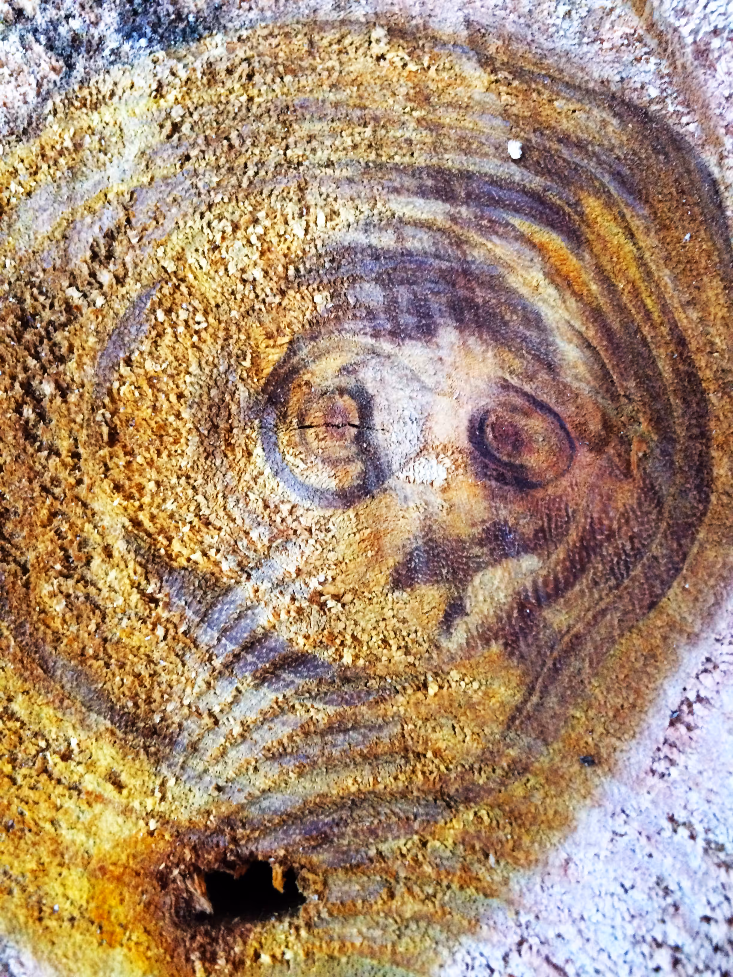 The face inside the tree