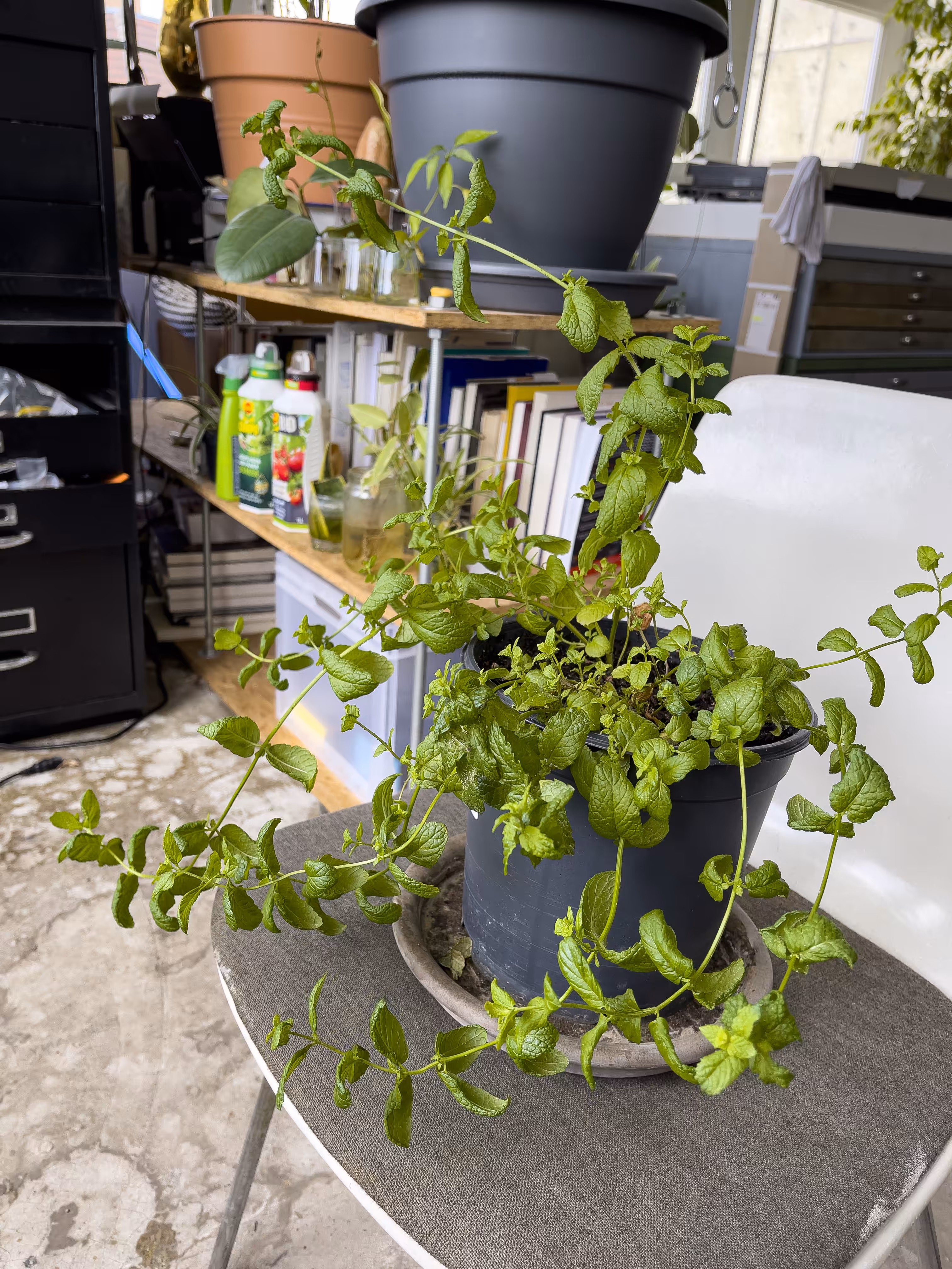 🌱