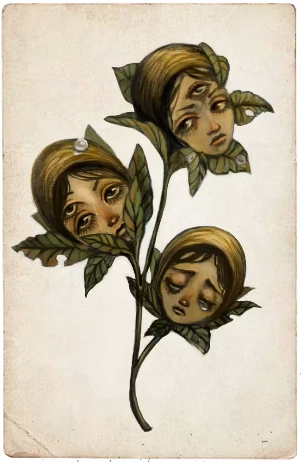 Gossypium clamantis